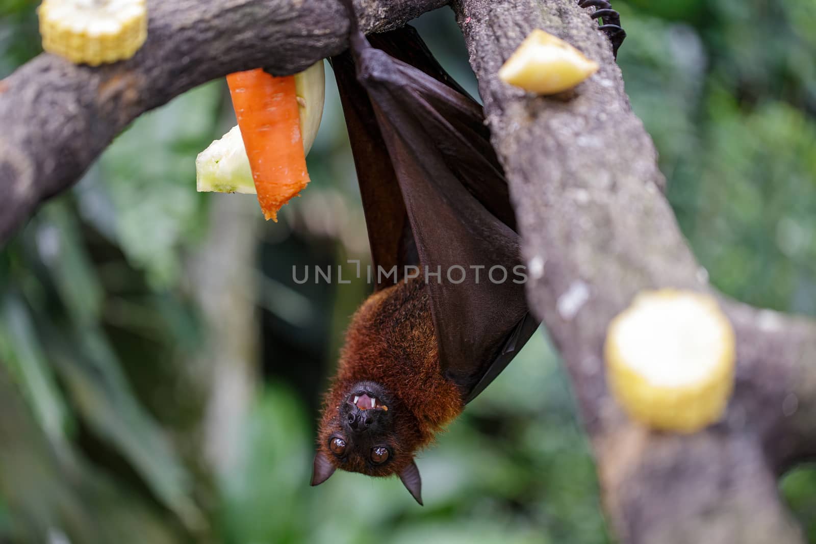 Big brown bat hanging on a tree eating fruits and vegetables. Concept of animal care, travel and wildlife observation. Concept of urban wild animals.