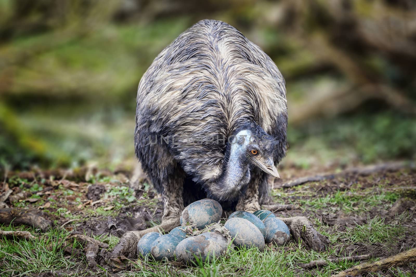 Emu bird and eggs by ant