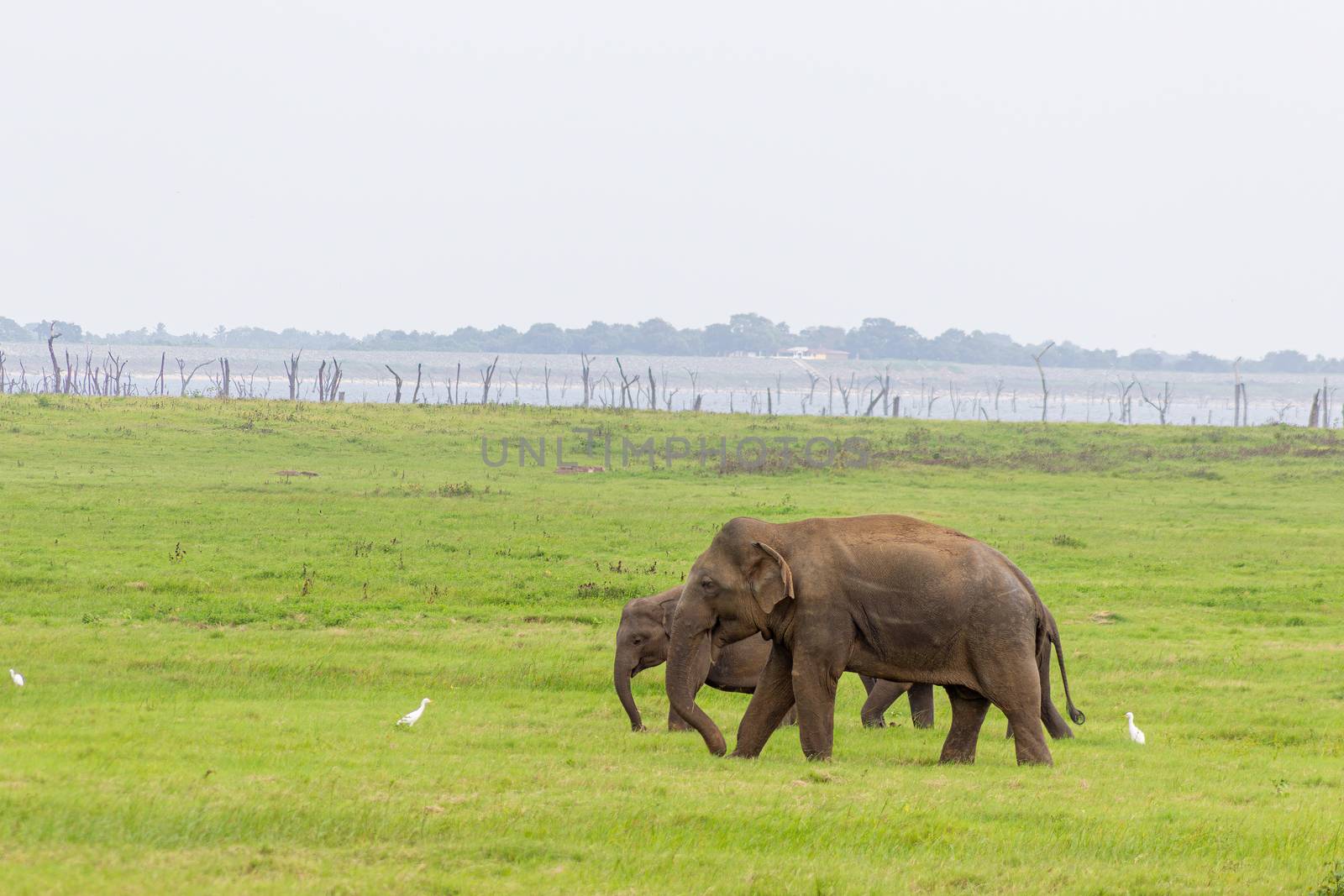 Baby elephant with mother and savanna birds on a green field relaxing. Concept of animal care, travel and wildlife observation.