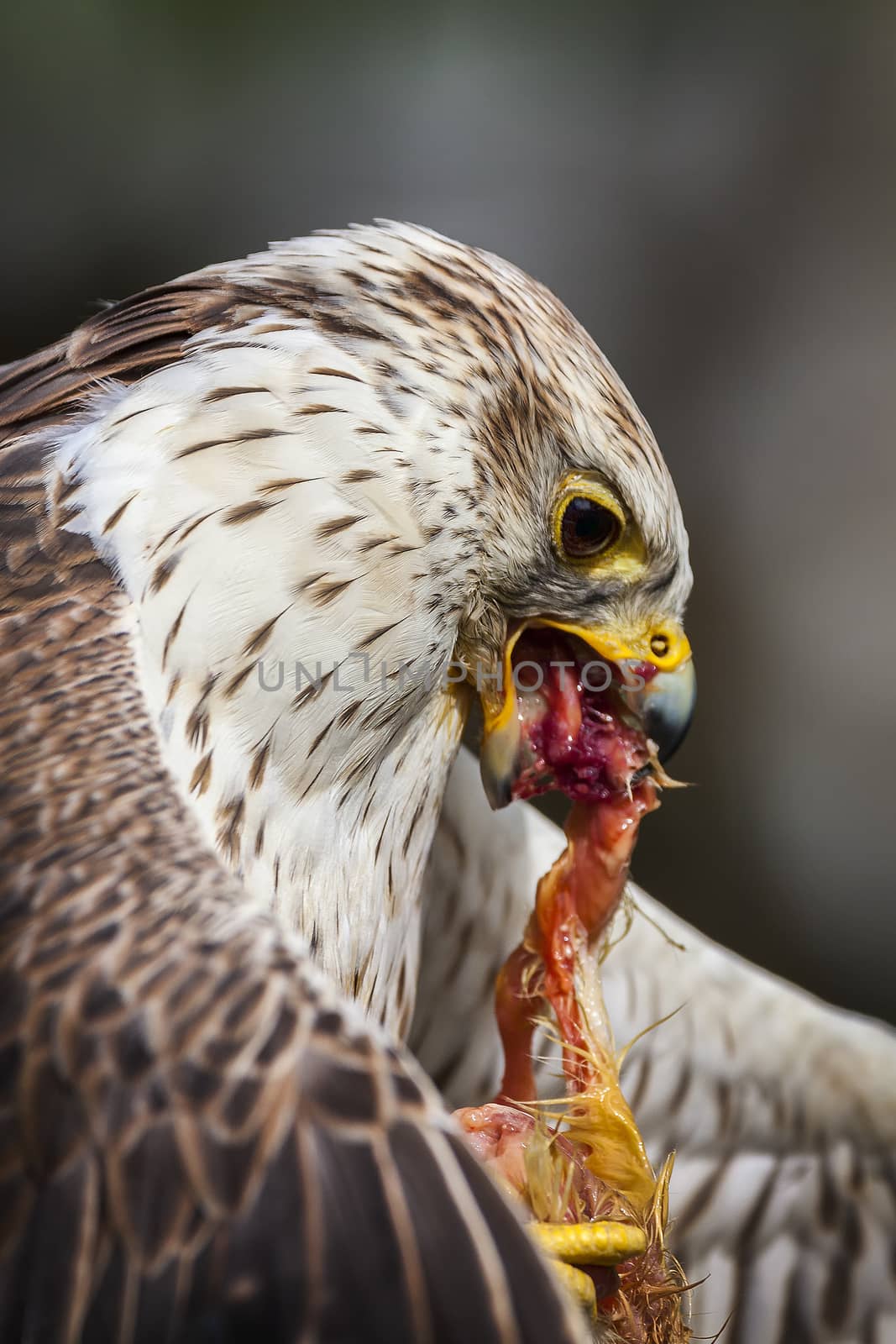 Saker falcon raptor bird of prey eating its kill