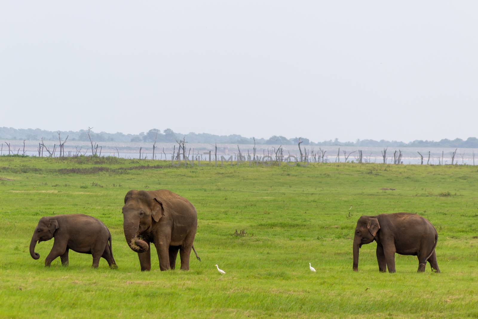 Two Baby elephants with mother and savanna birds on a green field relaxing. Concept of animal care, travel and wildlife observation. by dugulan