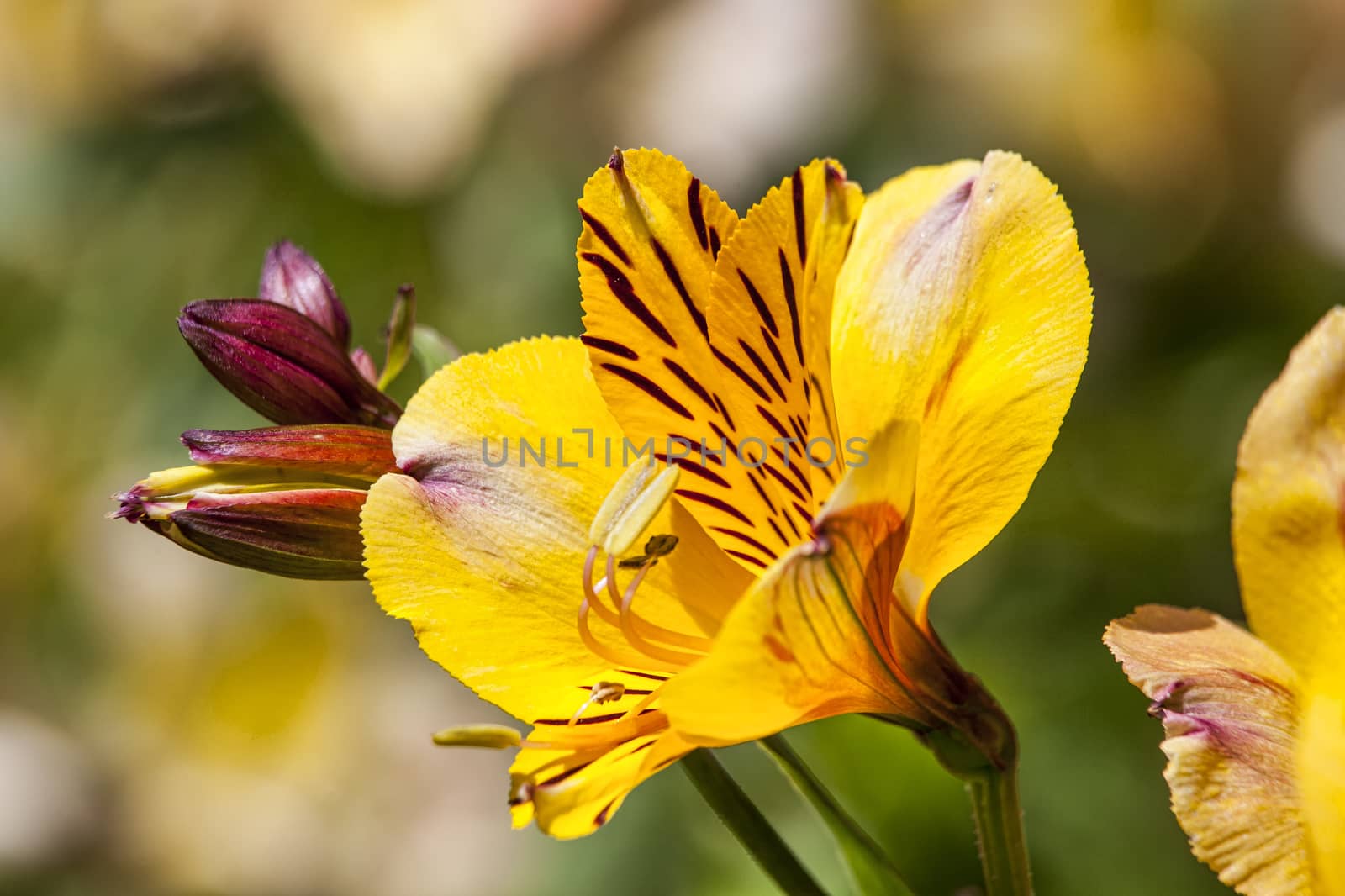 Alstroemeria 'Golden Delight'  by ant