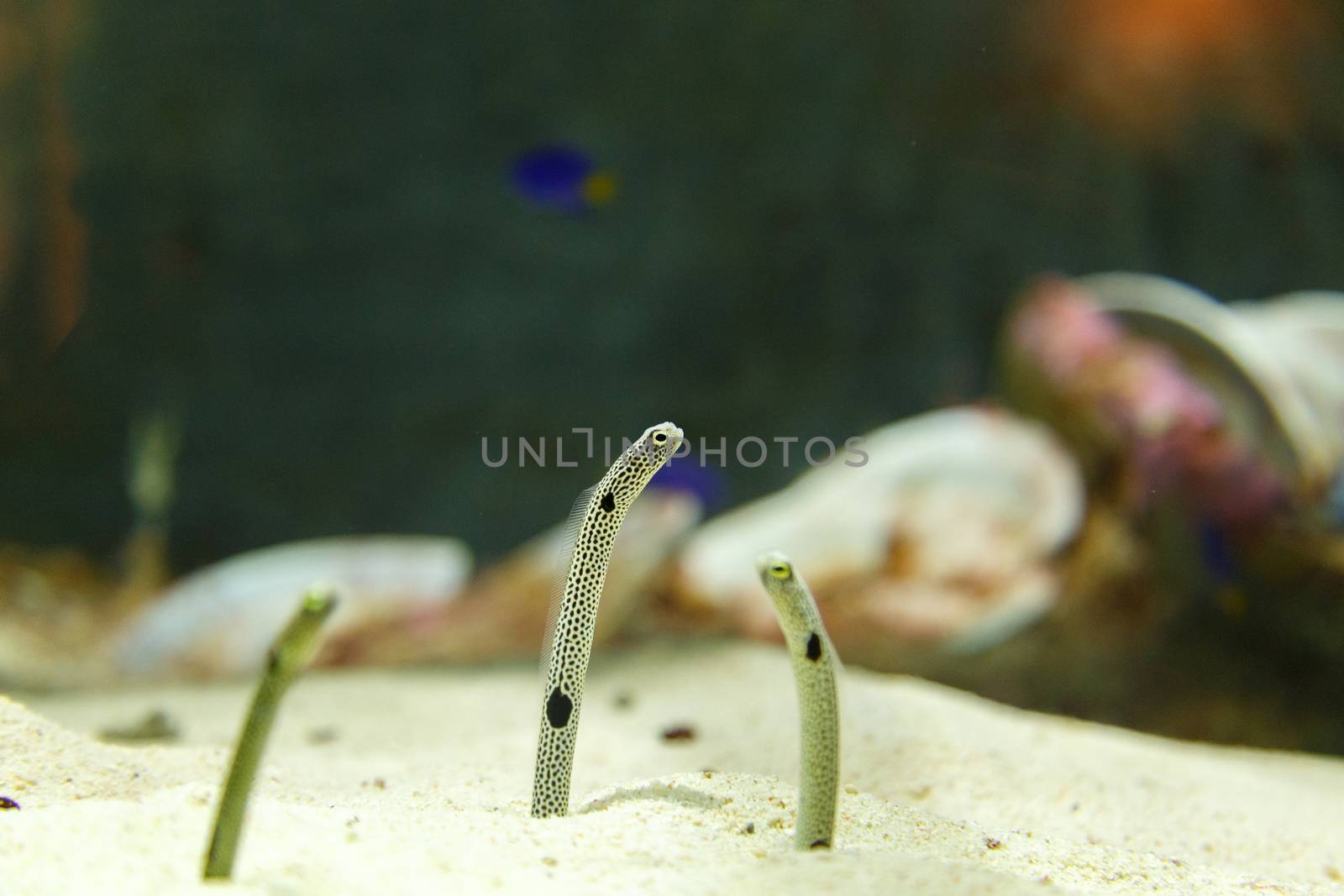 Spotted garden eel or Heteroconger hassi in aquarium in Dubai, UAE. They are showing their face from sand. by dugulan