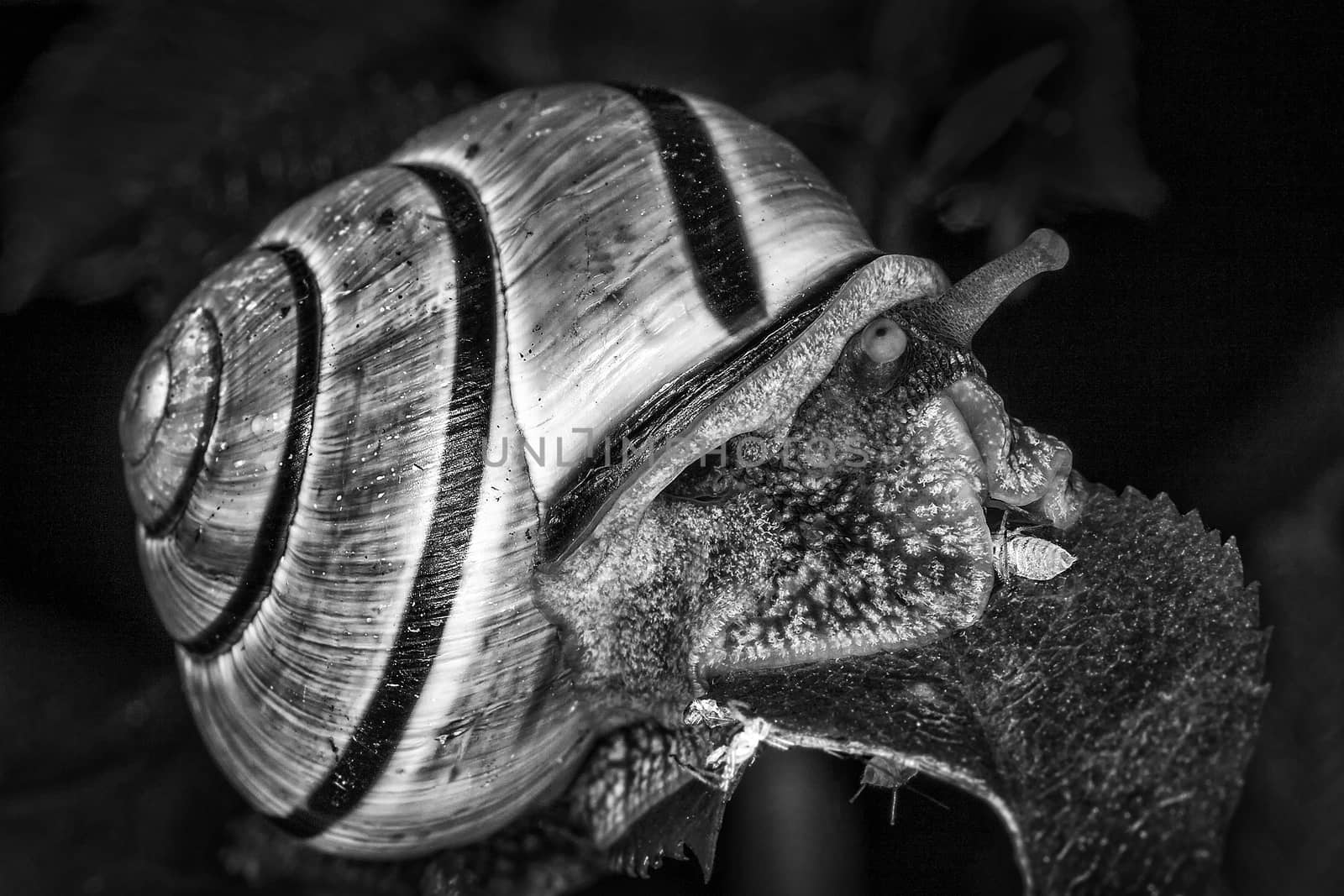 Garden snail which is a mollusc gastropod insect with a shell black and white monochrome image