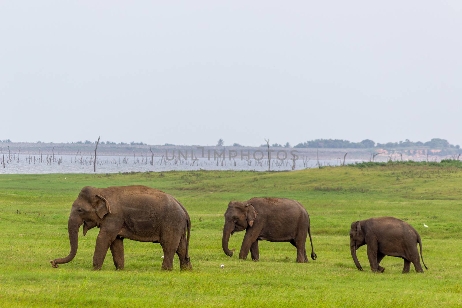 Two Baby elephants with mother and savanna birds on a green field relaxing. Concept of animal care, travel and wildlife observation. by dugulan