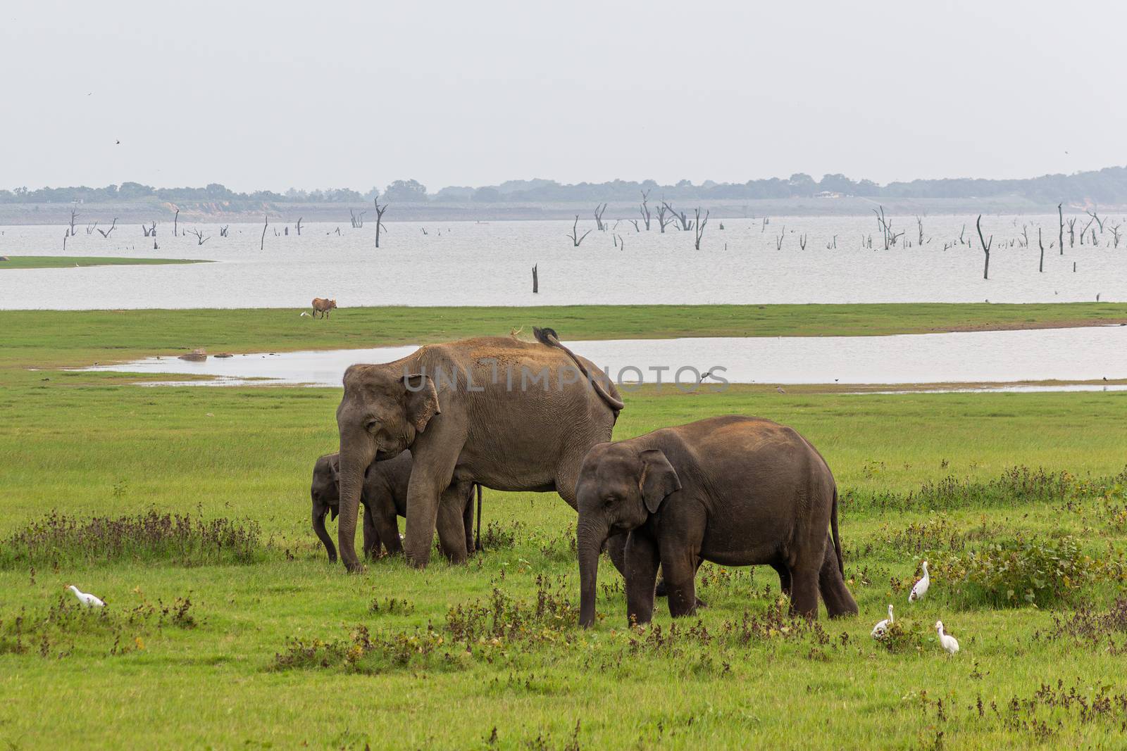 Two Baby elephants with mother and savanna birds on a green field relaxing. Concept of animal care, travel and wildlife observation.