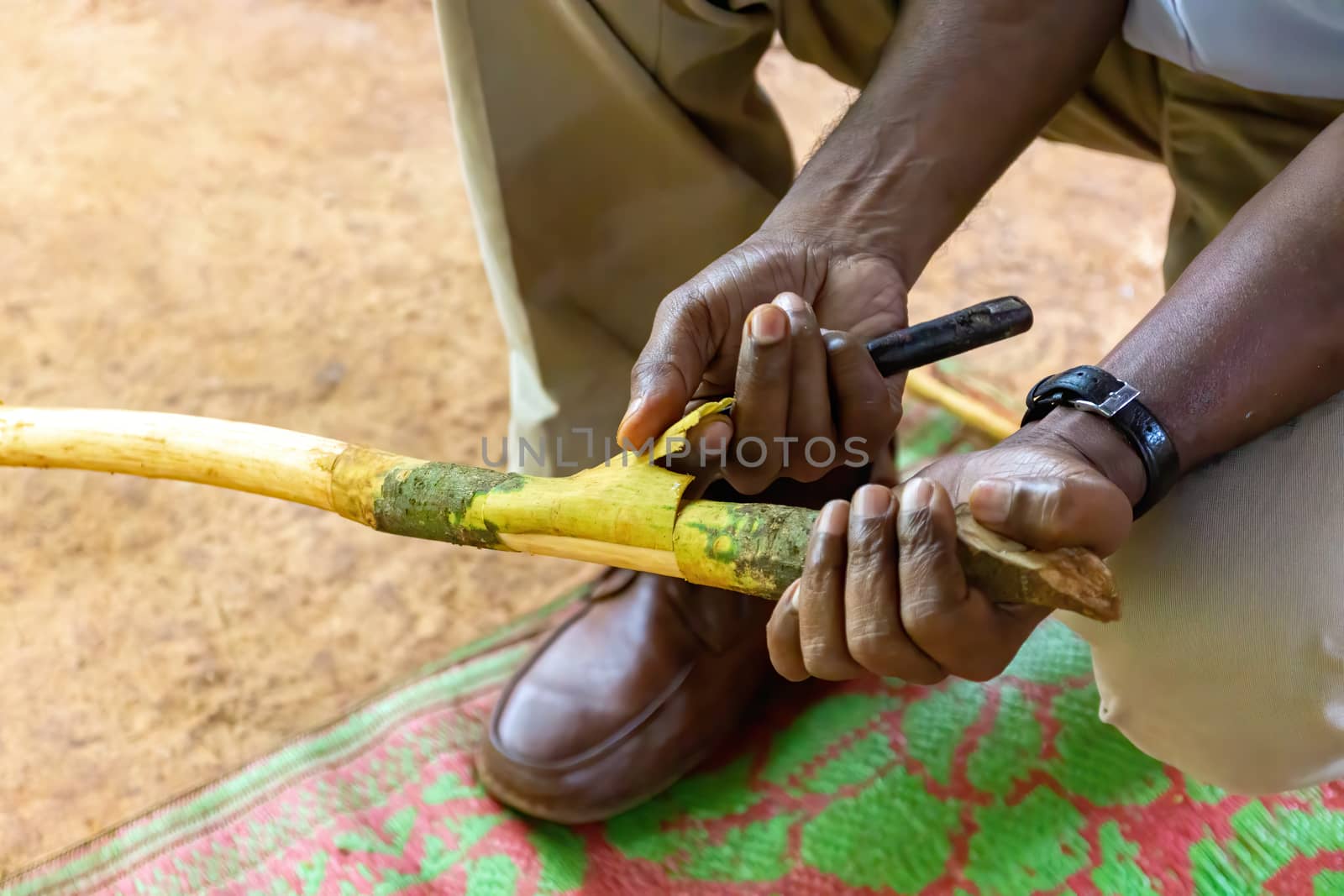 Farmer cutting pieces of a cinnamon tree for tasting purpose during a Spice Tour on Sri Lanka
