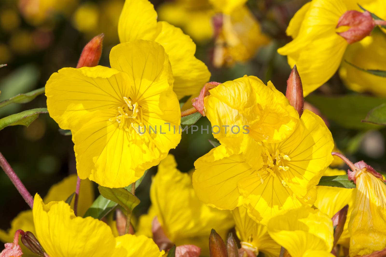 Oenothera 'Crown Imperial' a yellow herbaceous springtime summer flower plant commonly known as evening primrose