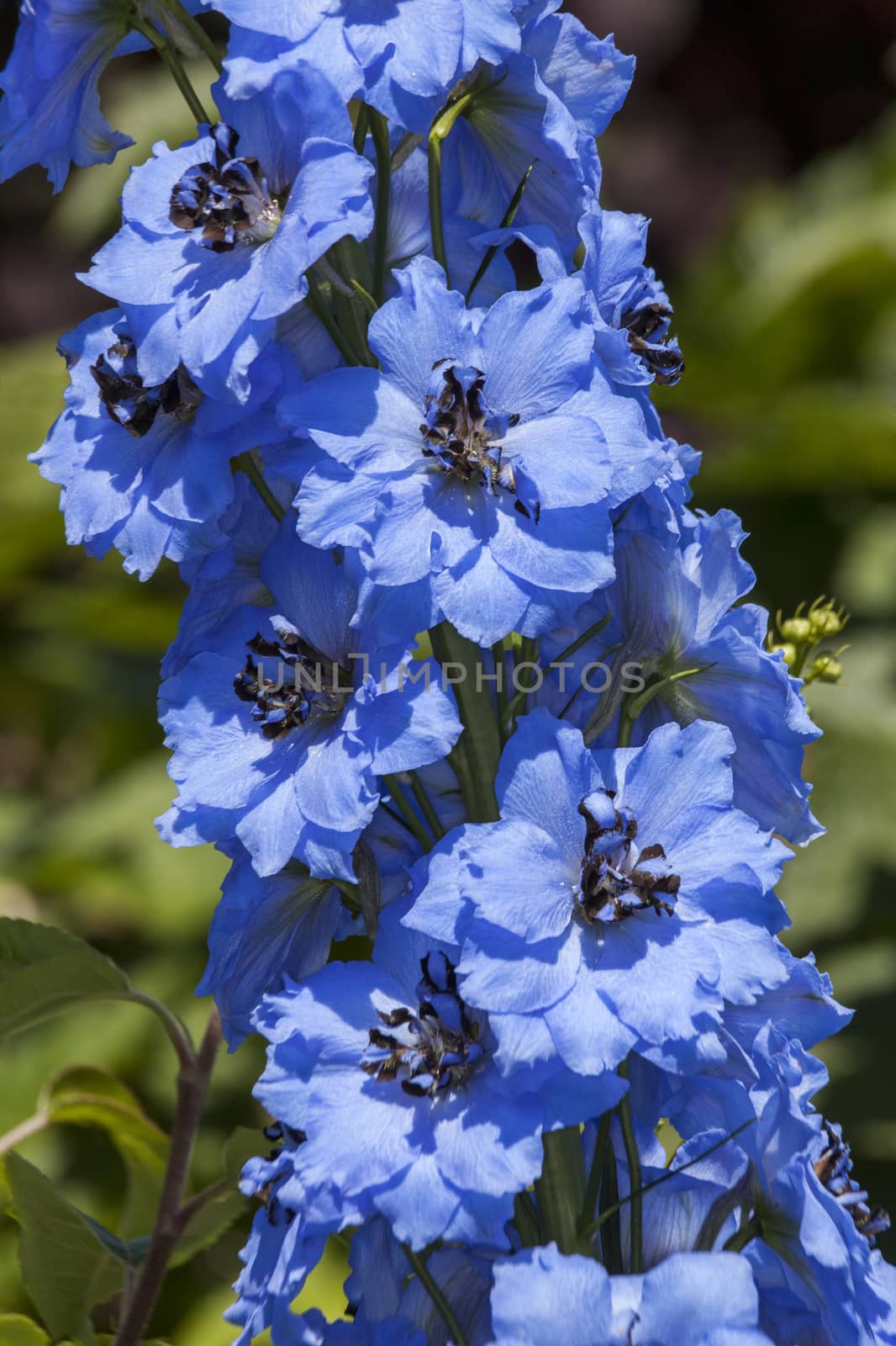 Delphinium 'Pandora' a blue herbaceous spring summer flower plant commonly known as larkspur