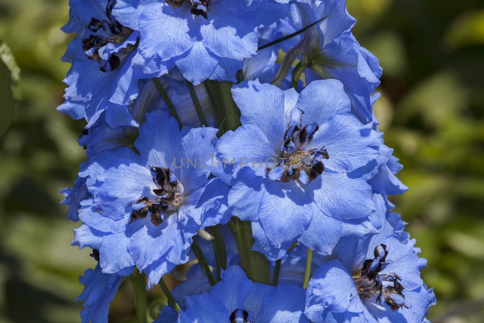 Delphinium 'Pandora'  by ant