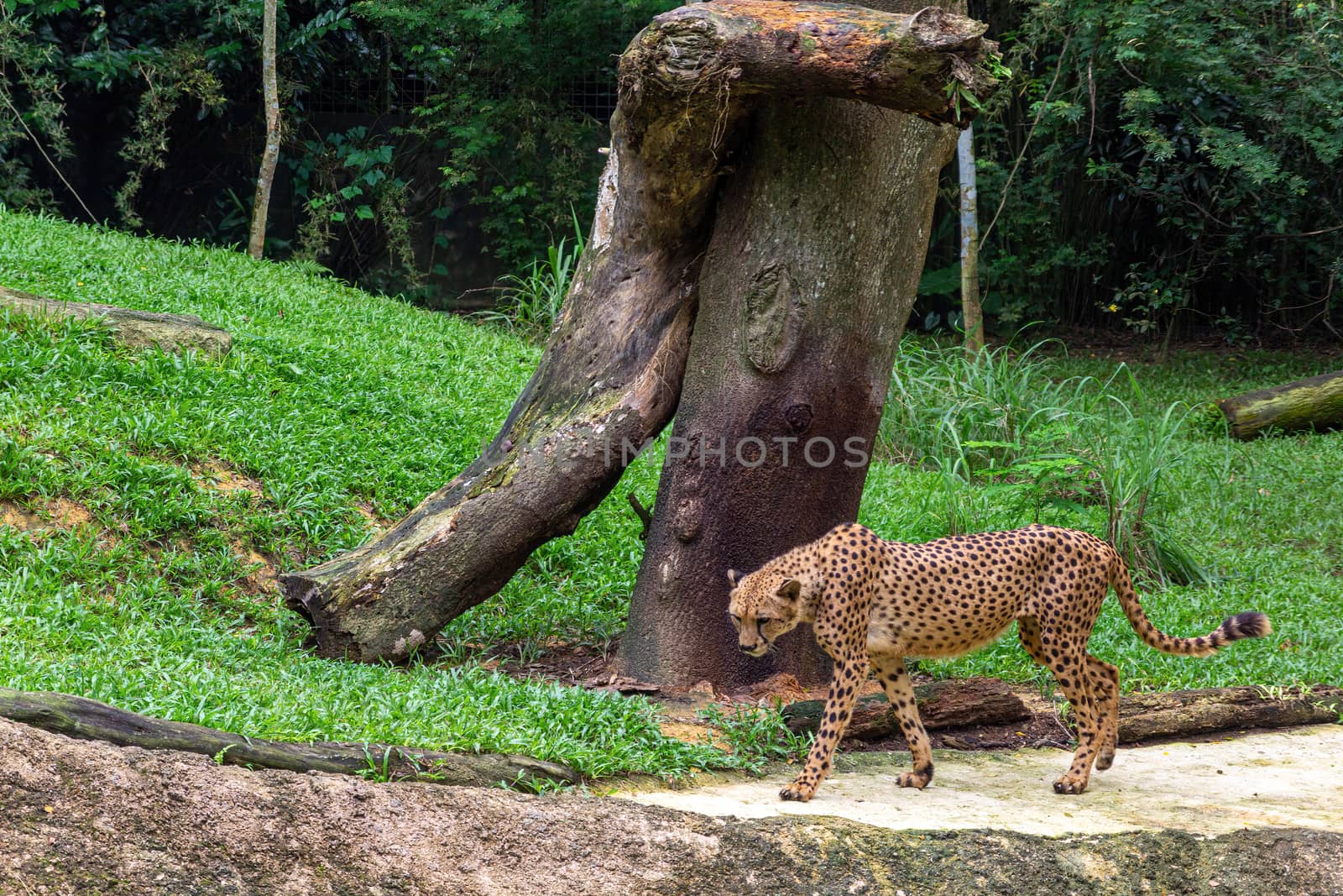 Singapore - CIRCA 2018: Amazing cheetah is moving on the grass on the trees background in the zoo in Singapore. Concept of animal care, travel and wildlife observation.