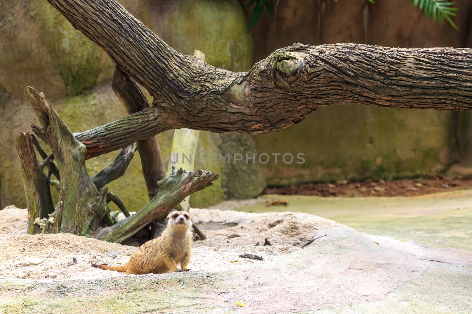 Meerkat family member (Suricata suricatta) on guard Concept of animal care, travel and wildlife observation. Concept of animal care, travel and wildlife observation. by dugulan