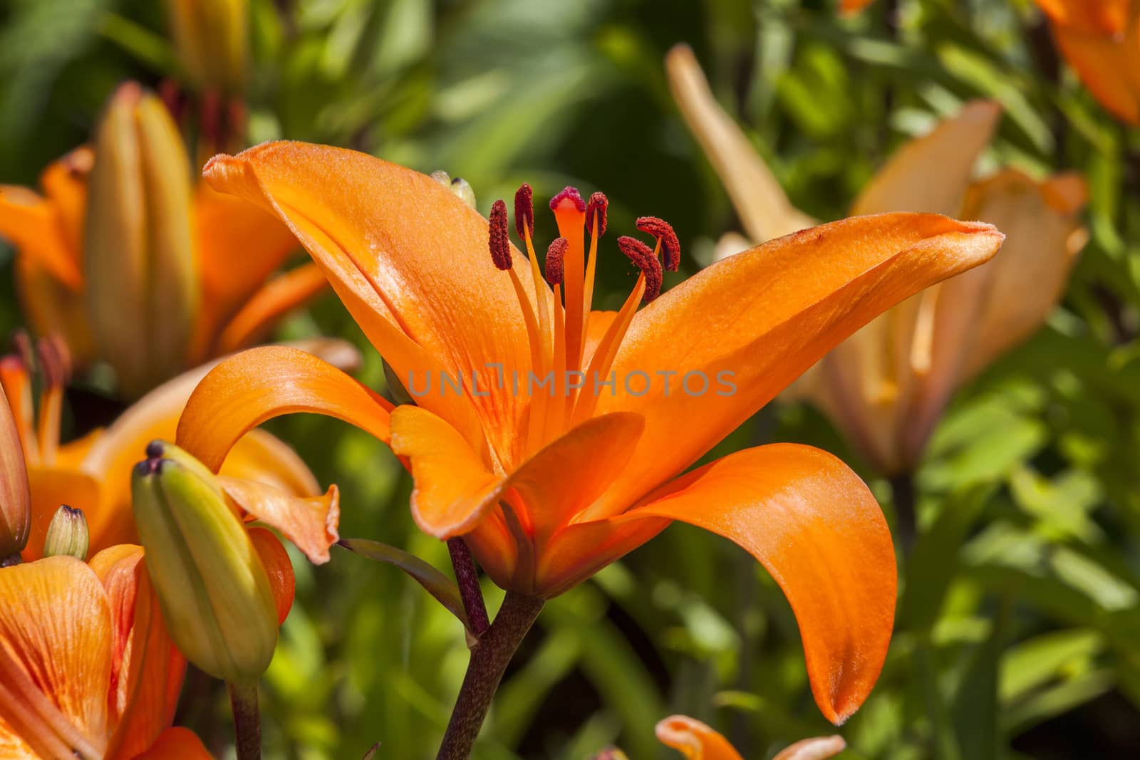 Asiatic lily 'Enchantment' a spring flowering plant
