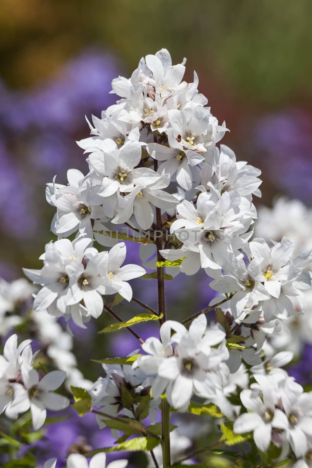 Campanula lactiflora 'White Pouffe'  by ant