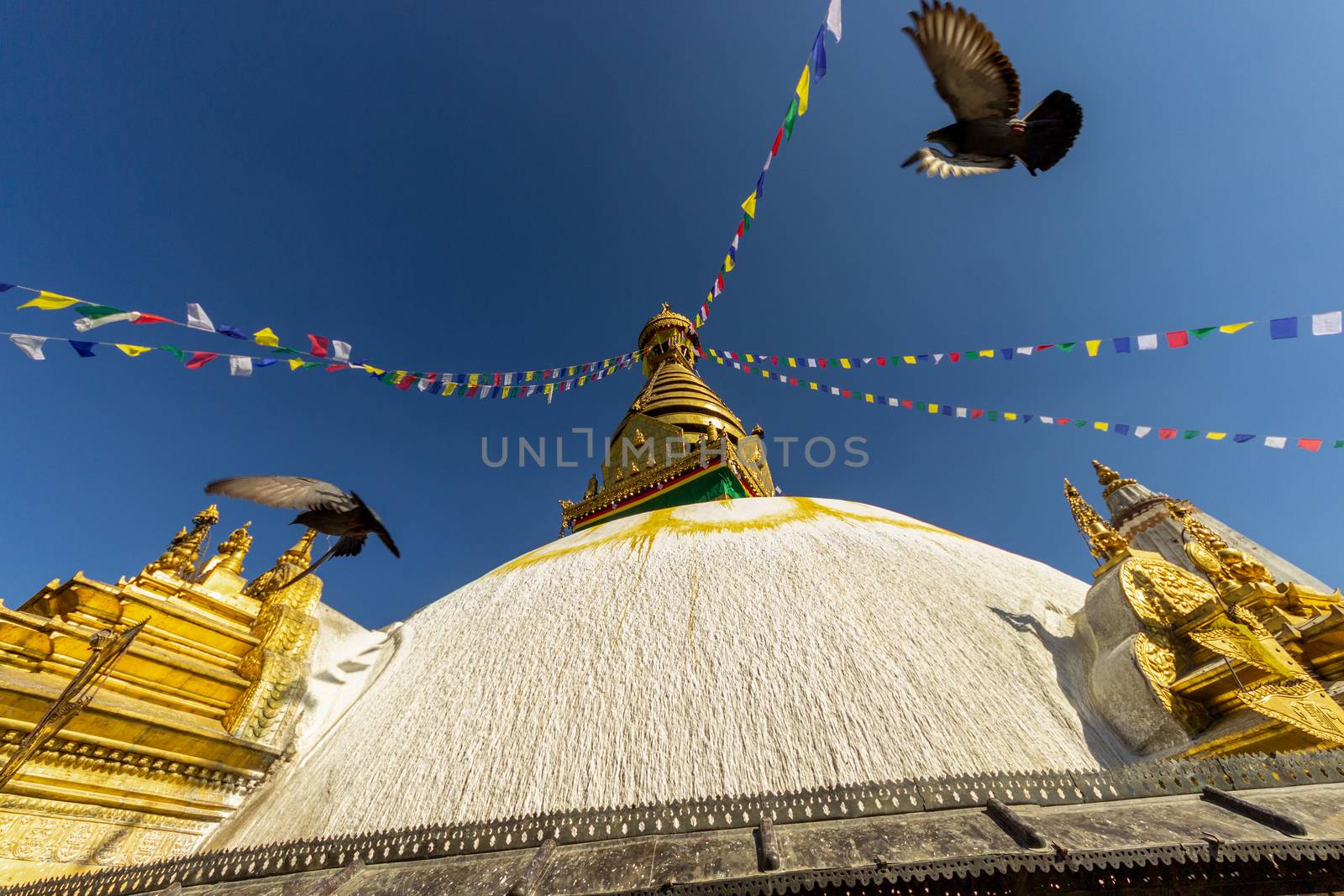 The Swayambhu Maha Chaitya stupa with an pigeon flying on the blue sky by dugulan
