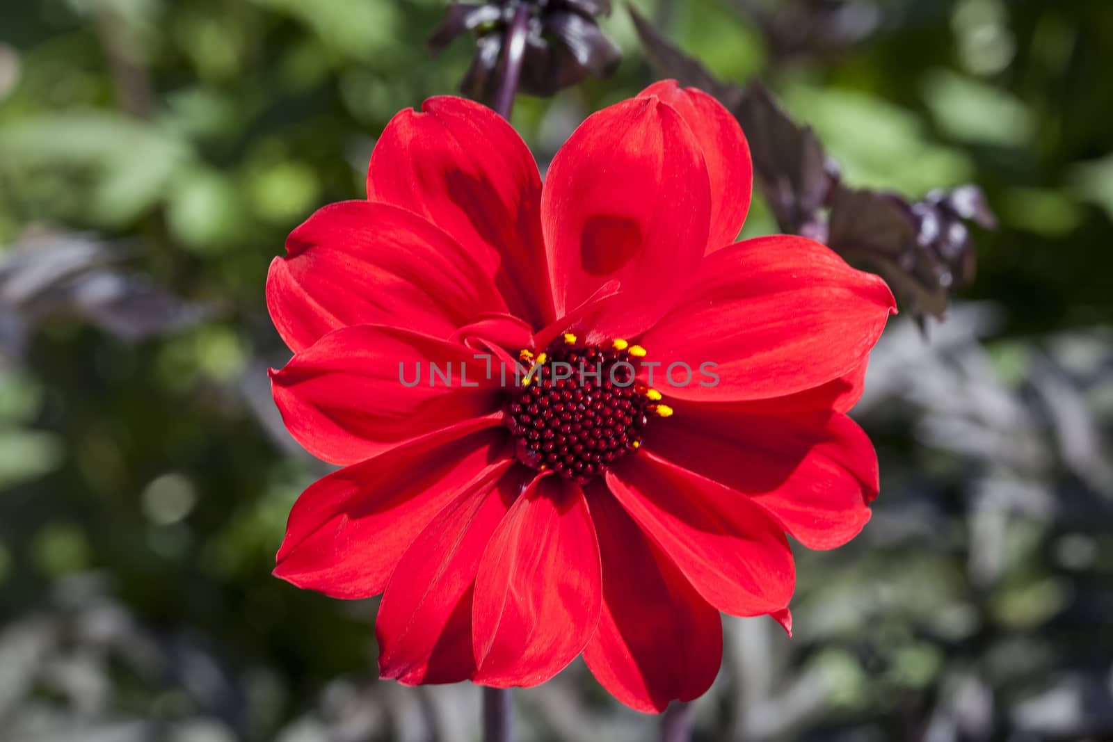 Dahlia 'Bishop of Llandaff' a tuberous red springtime summer flower plant