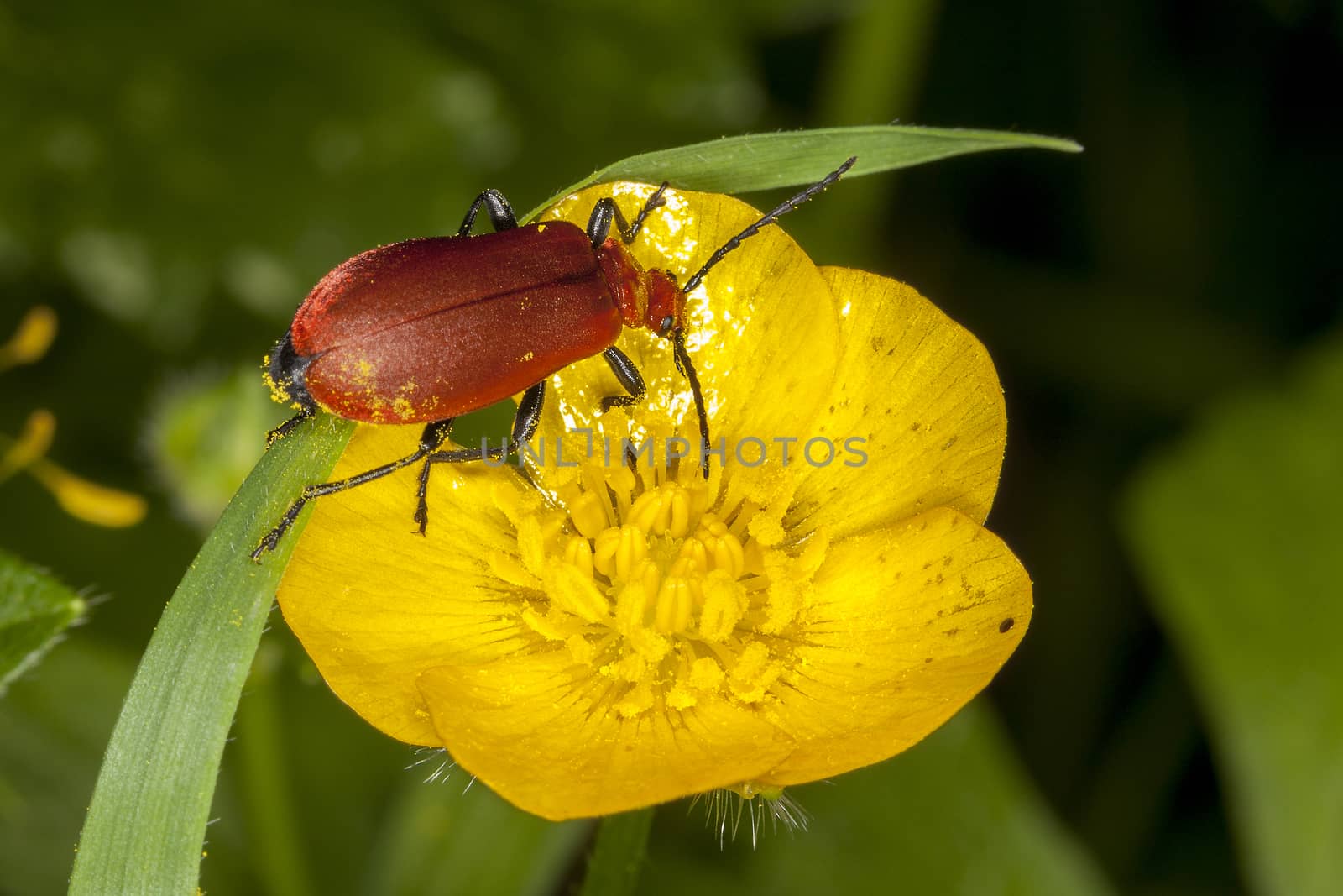 Cardinal beetle (pyrochroa coccinea) a red headed insect which is feeding in a springtime summer garden