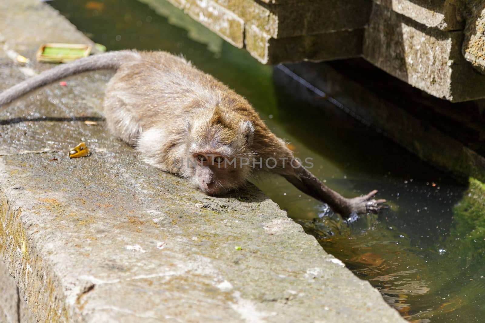 Monkey trying to cool down and drink water from a fountain. Concept of animal care, travel and wildlife observation. by dugulan