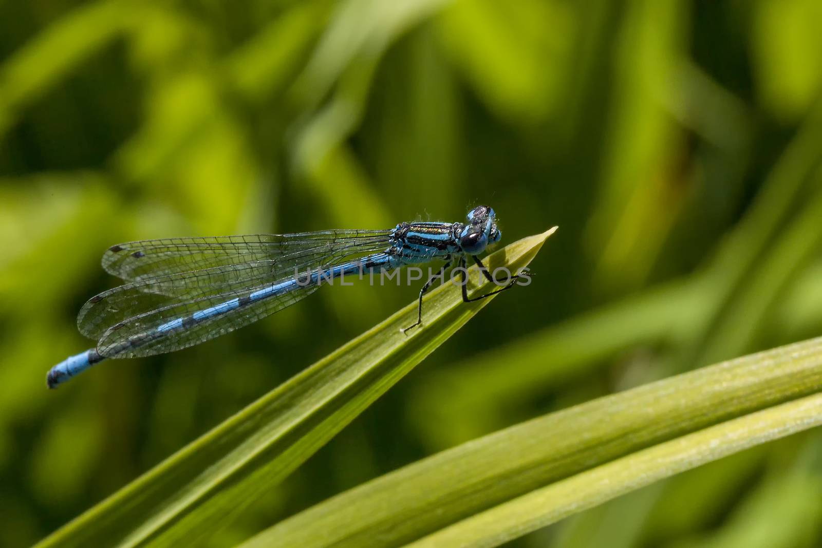 Azure Damselfly  by ant