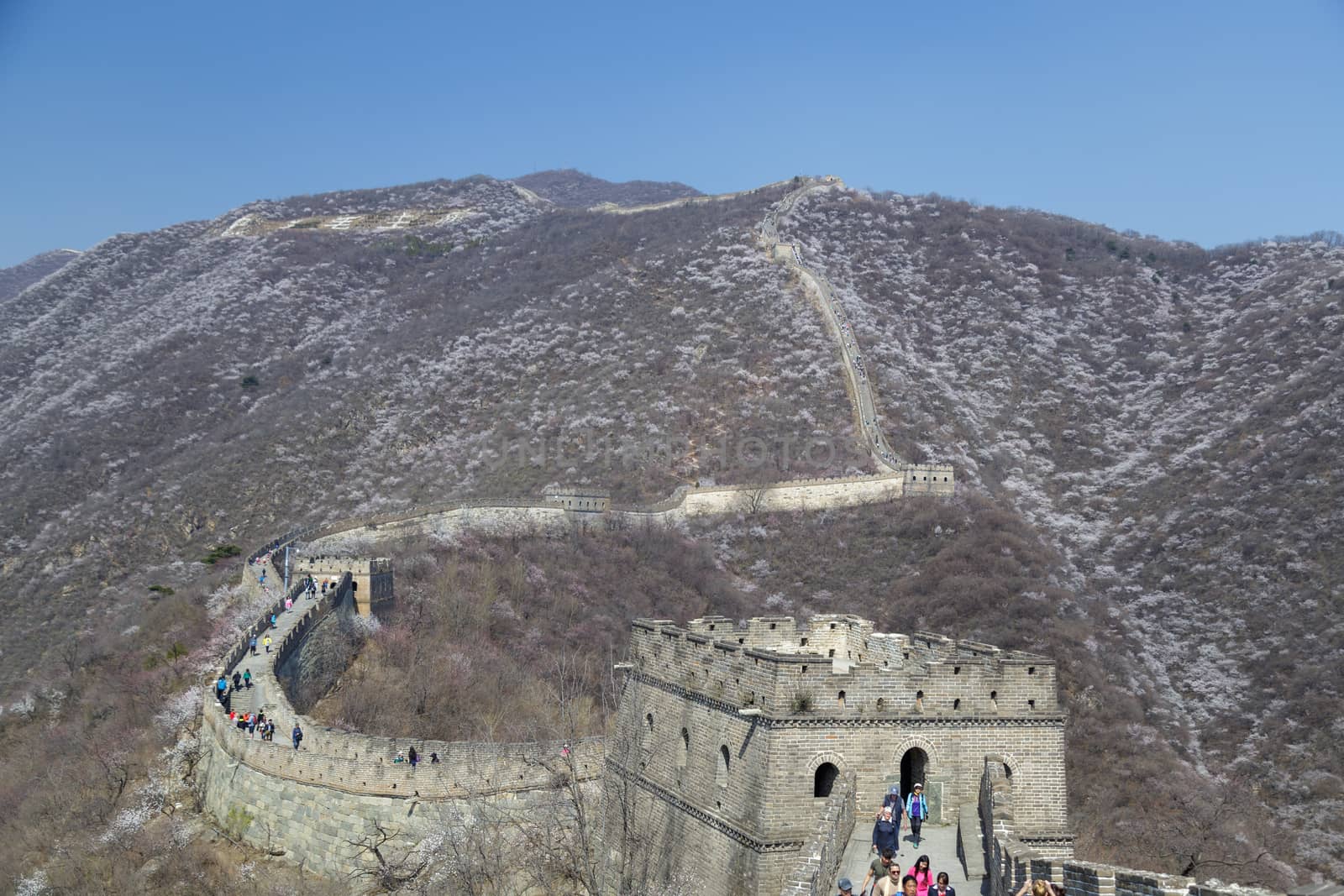 Beijing, China - CIRCA 2020: Great Wall of China in a green forest landscape at Mutianyu in Huairou District near Beijing, China. Autumn view of Grate Wall of China by dugulan