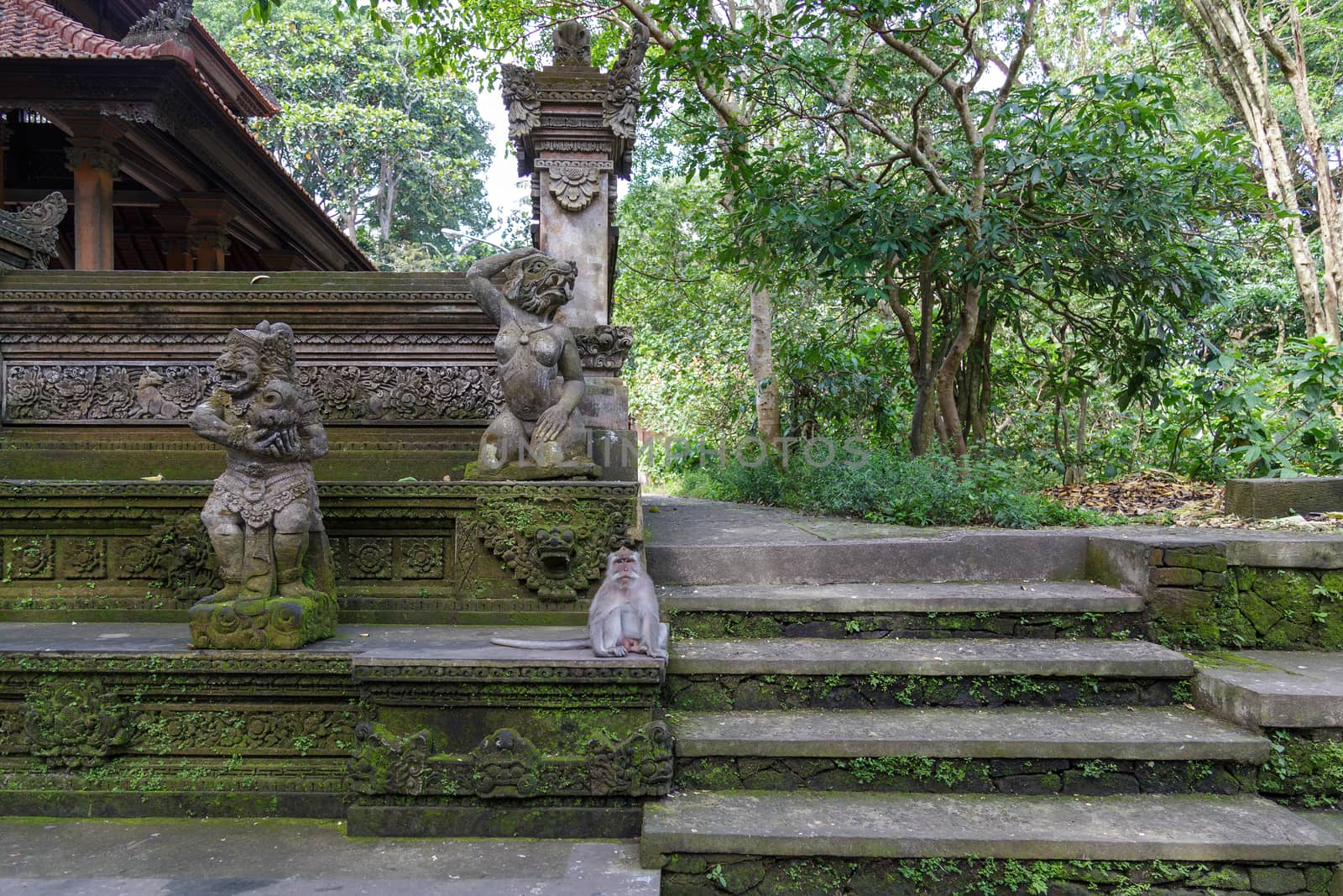 Monkey seat on an old stone temple. Concept of animal care, travel and wildlife observation. by dugulan