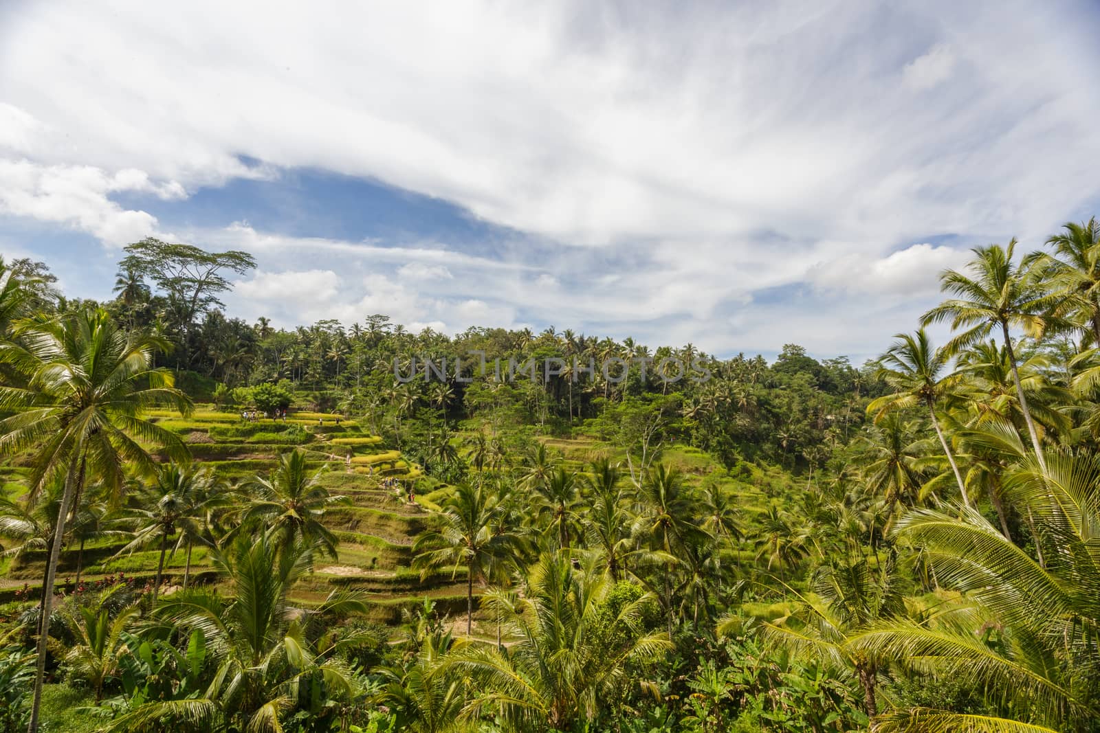 Beautiful Green cascade rice fields on Bali island, Jatiluwih near Ubud, Indonesia