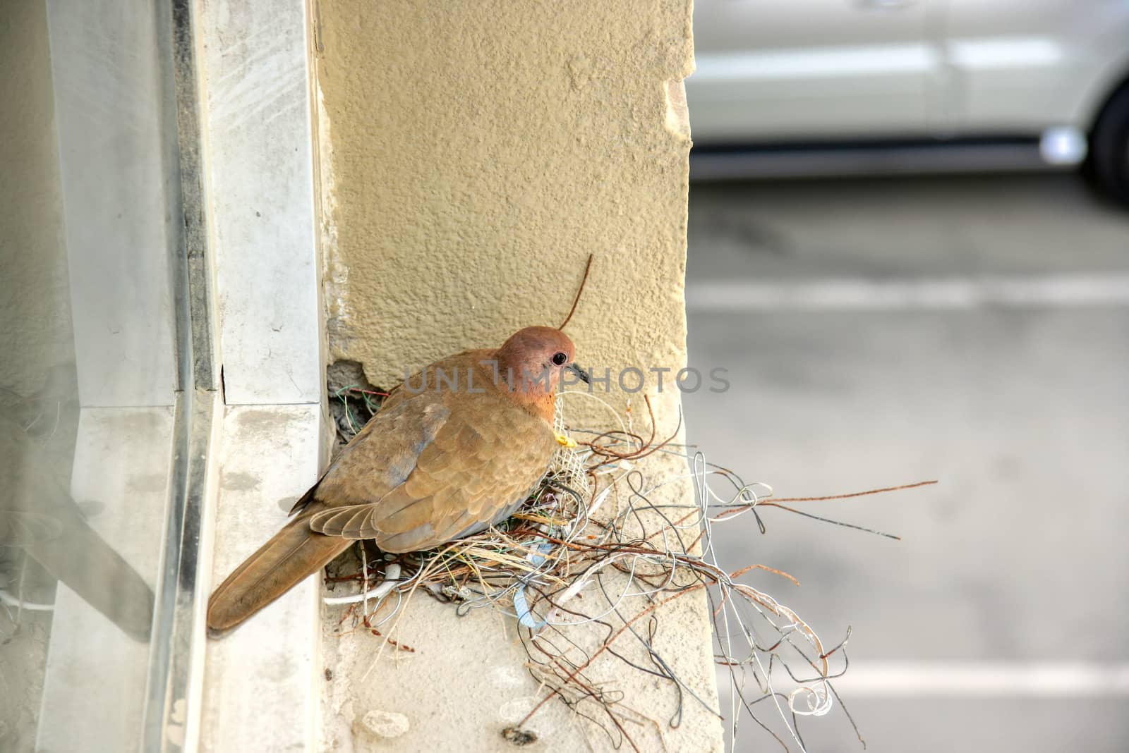 A pigeon in city makes a nest from wires and construction left overs due to missing plants. Concept of animal care, travel and wildlife observation. Concept of impact of urbanization over animals. by dugulan