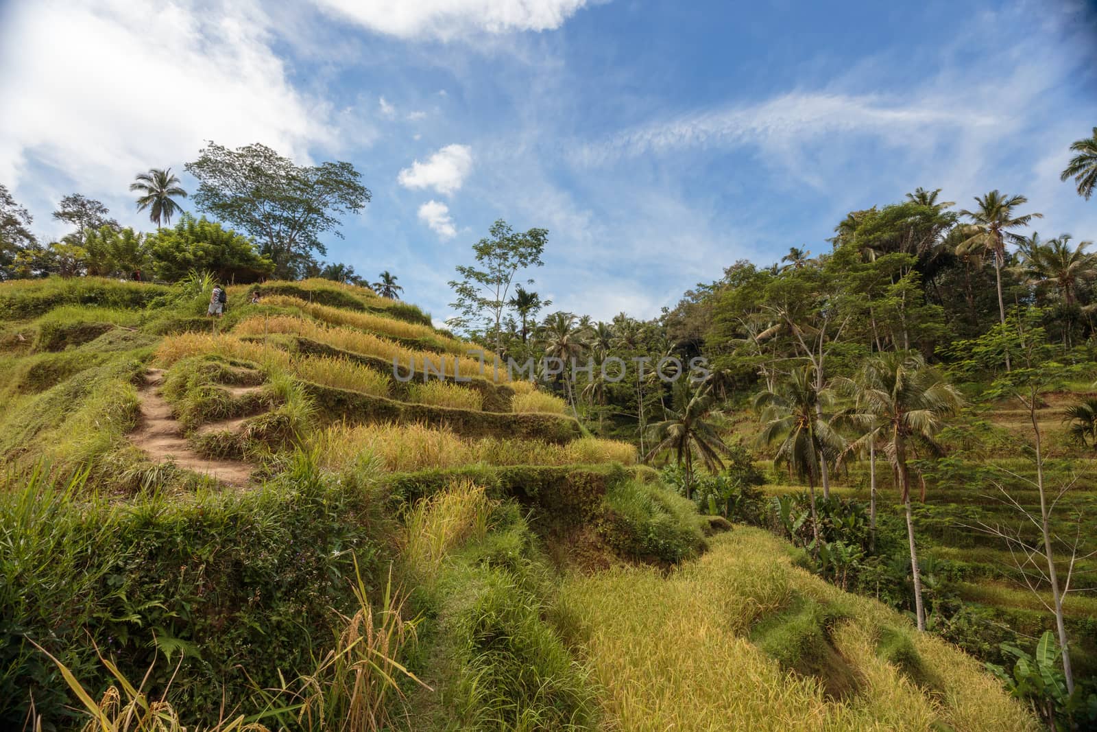 Beautiful Green cascade rice fields on Bali island, Jatiluwih near Ubud, Indonesia by dugulan