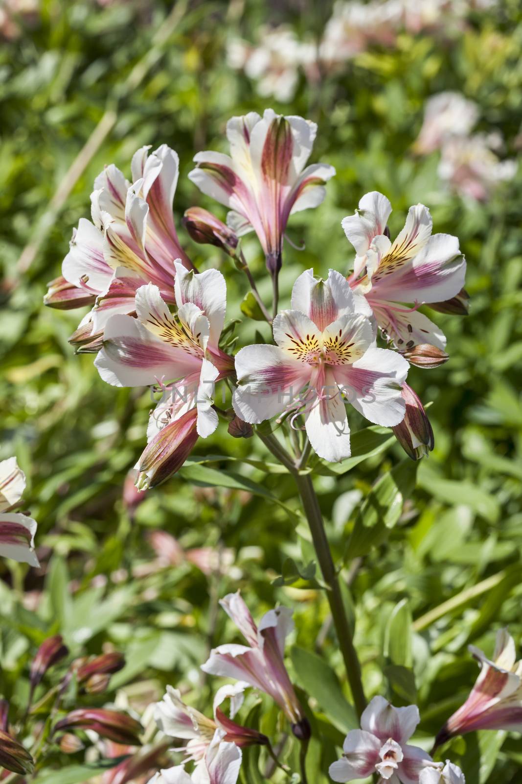 Alstroemeria 'Blushing Bride' also known as Peruvian Lily