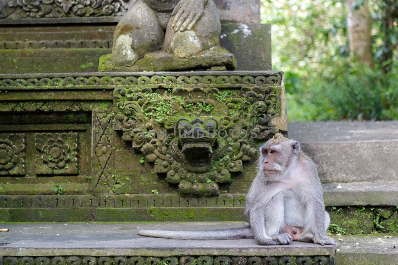 Monkey seat on an old stone temple. Concept of animal care, travel and wildlife observation.