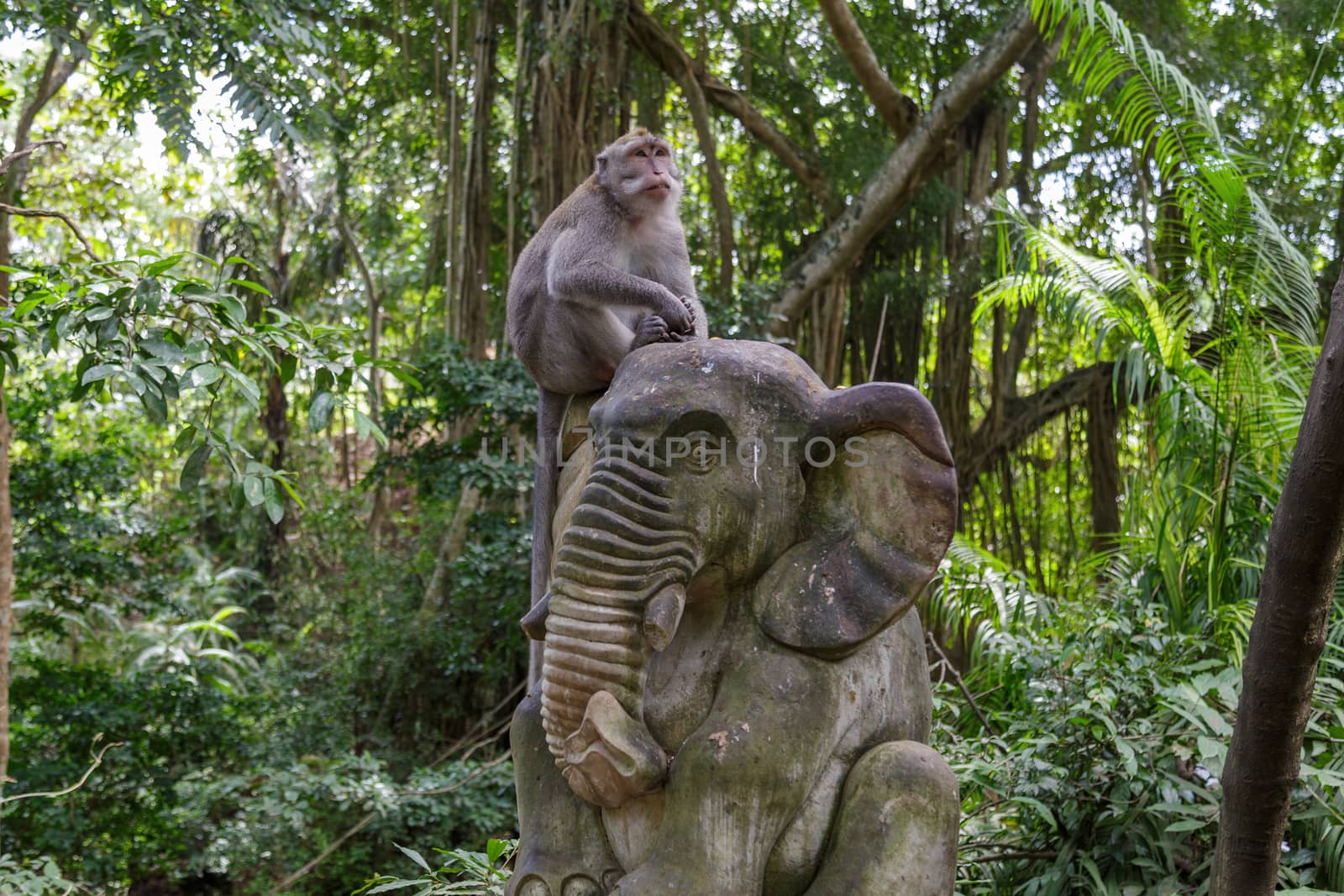 Monkey seats on a stone elephant relaxing in the shadow. Concept of animal care, travel and wildlife observation.