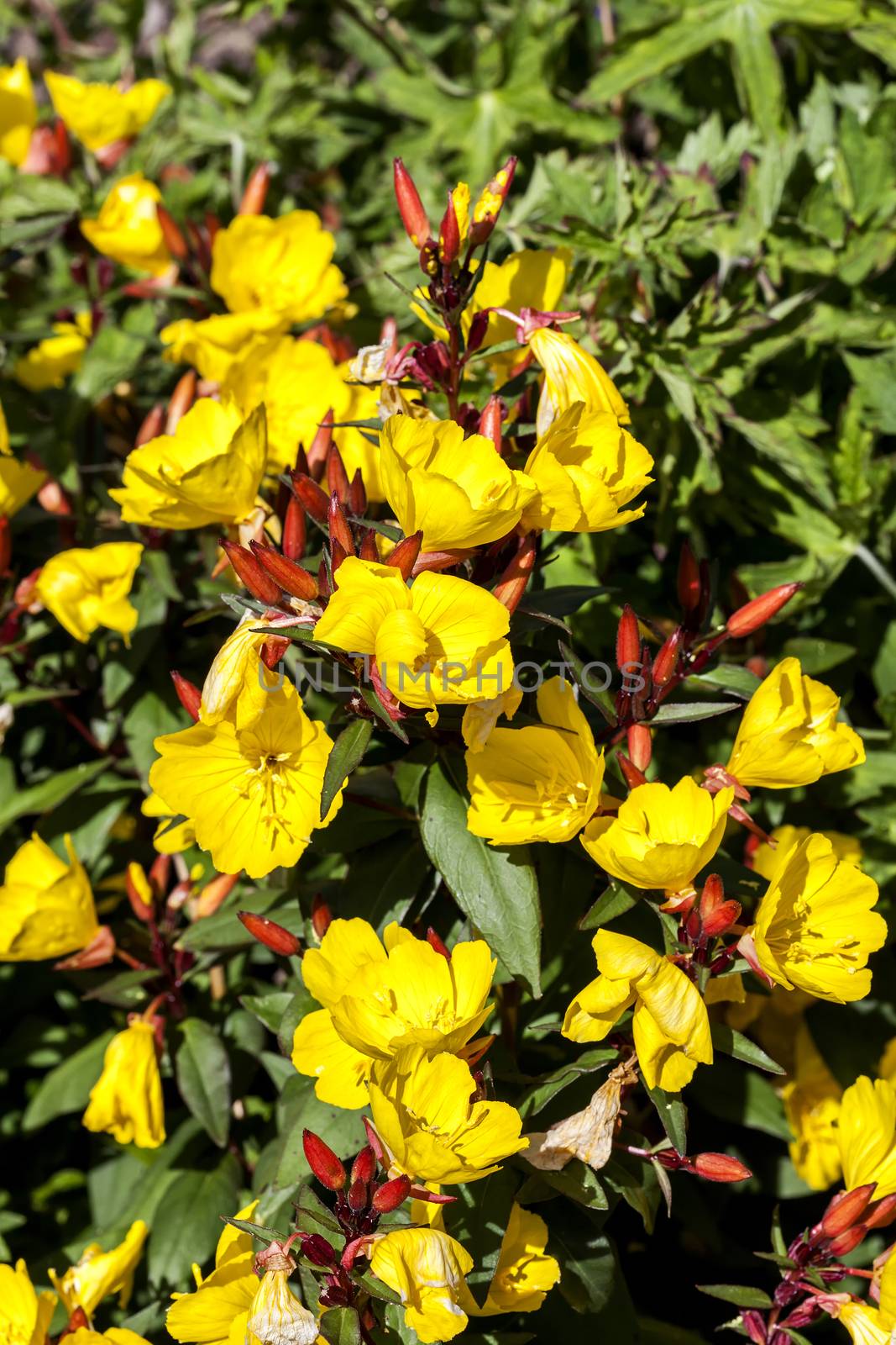 Oenothera 'Erica Robin' a yellow herbaceous springtime summer flower plant commonly known as evening primrose