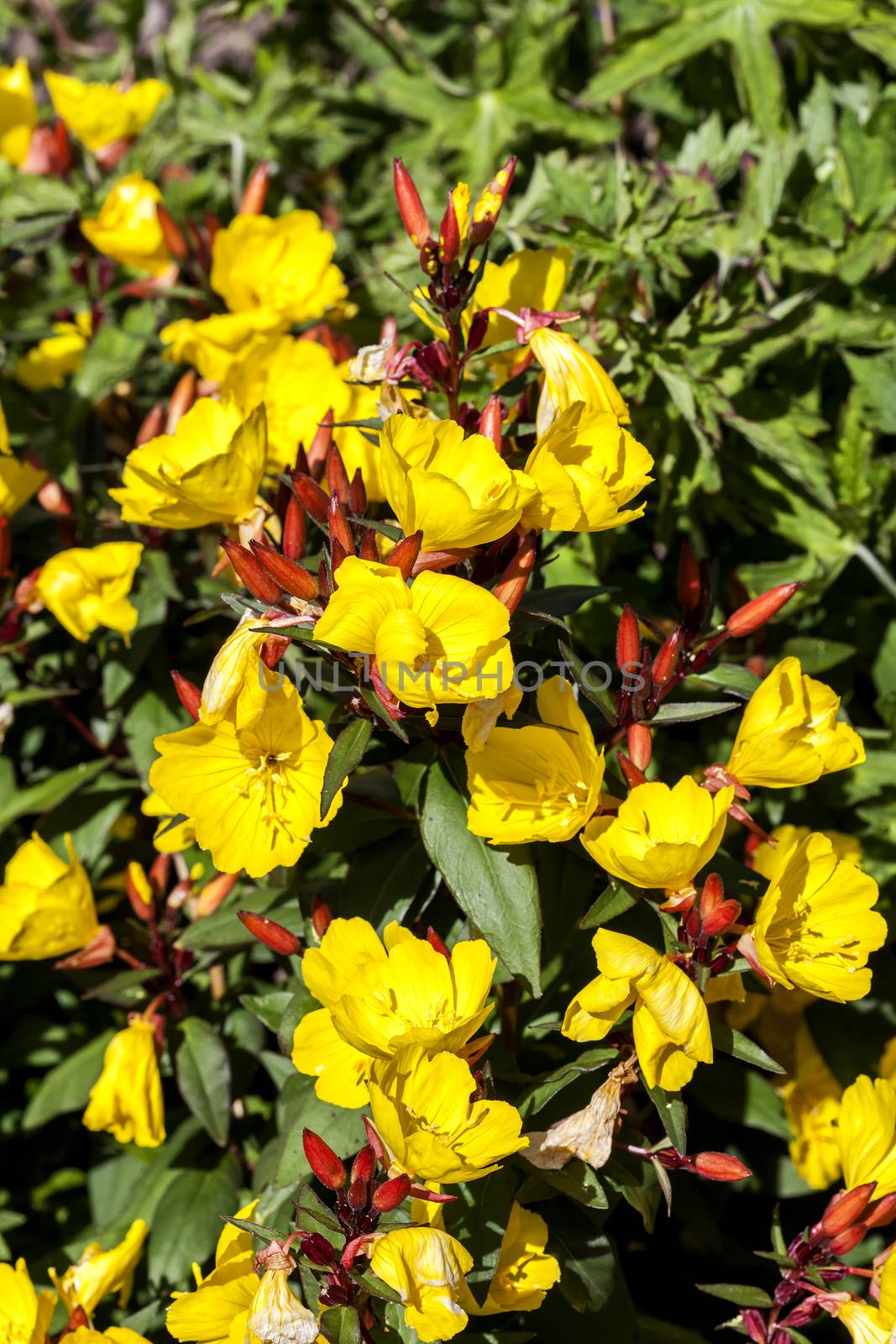 Oenothera 'Erica Robin'  evening primrose by ant