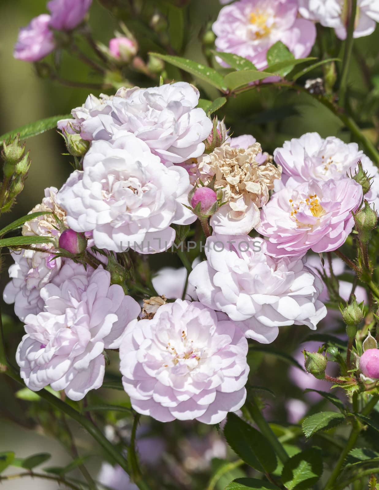 Rose Little Rambler 'Chewramb' a springtime summer pink flower miniture shrub