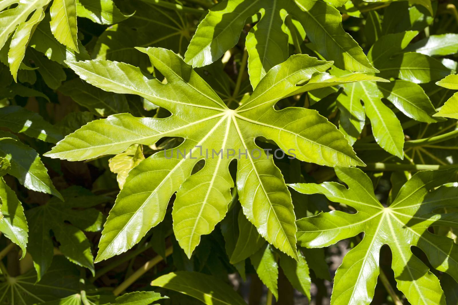 Fatsia Japonica a green leaf semi evergreen shrub commonly known as castor oil plant