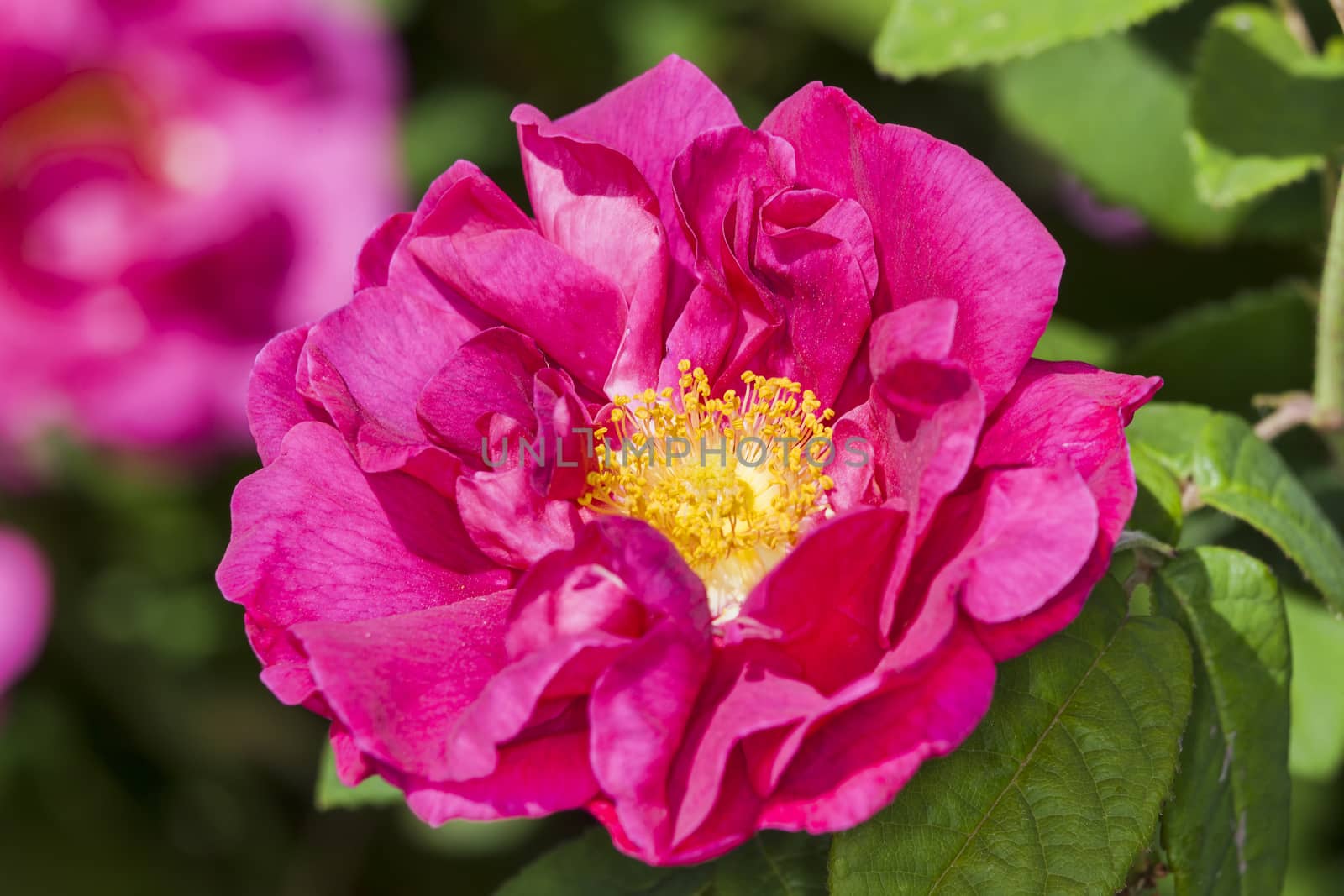 Rose gallica var. officinalis a springtime summer red flower shrub coomonly knowm as old red damask