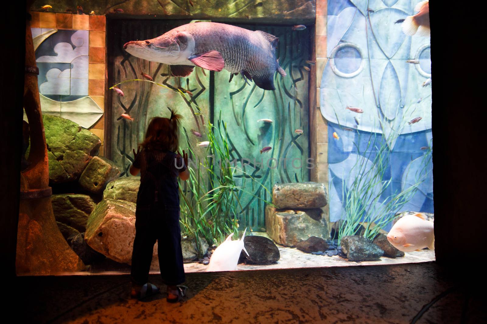 Kid watching fish swimming in oceanarium, aquarium by dugulan