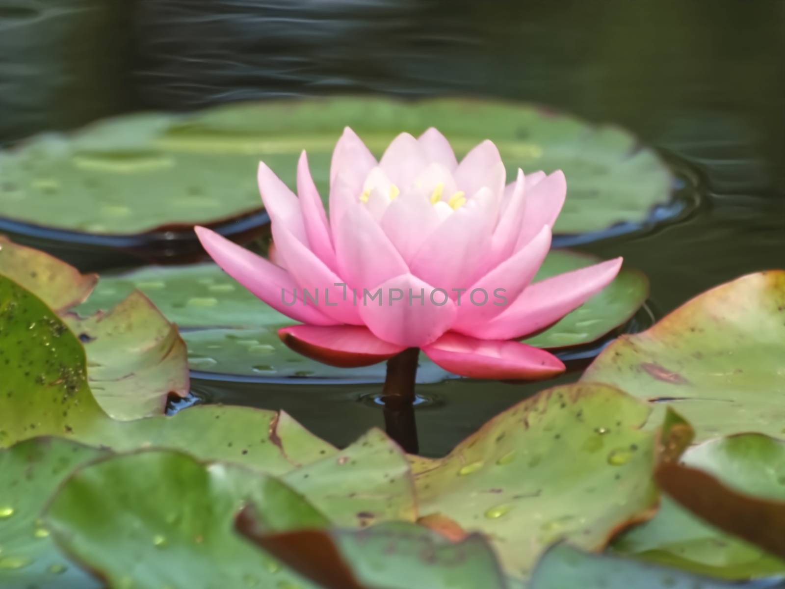 Killespark Stuttgart in Germany - Pink Lotus flowers in a pond by Stimmungsbilder