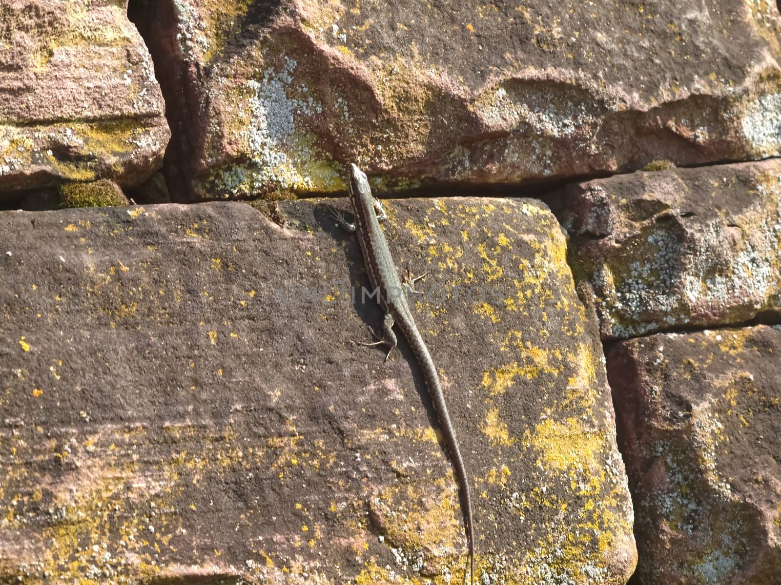 Killespark Stuttgart in Germany - closeup of wall lizards on the cliffs by Stimmungsbilder