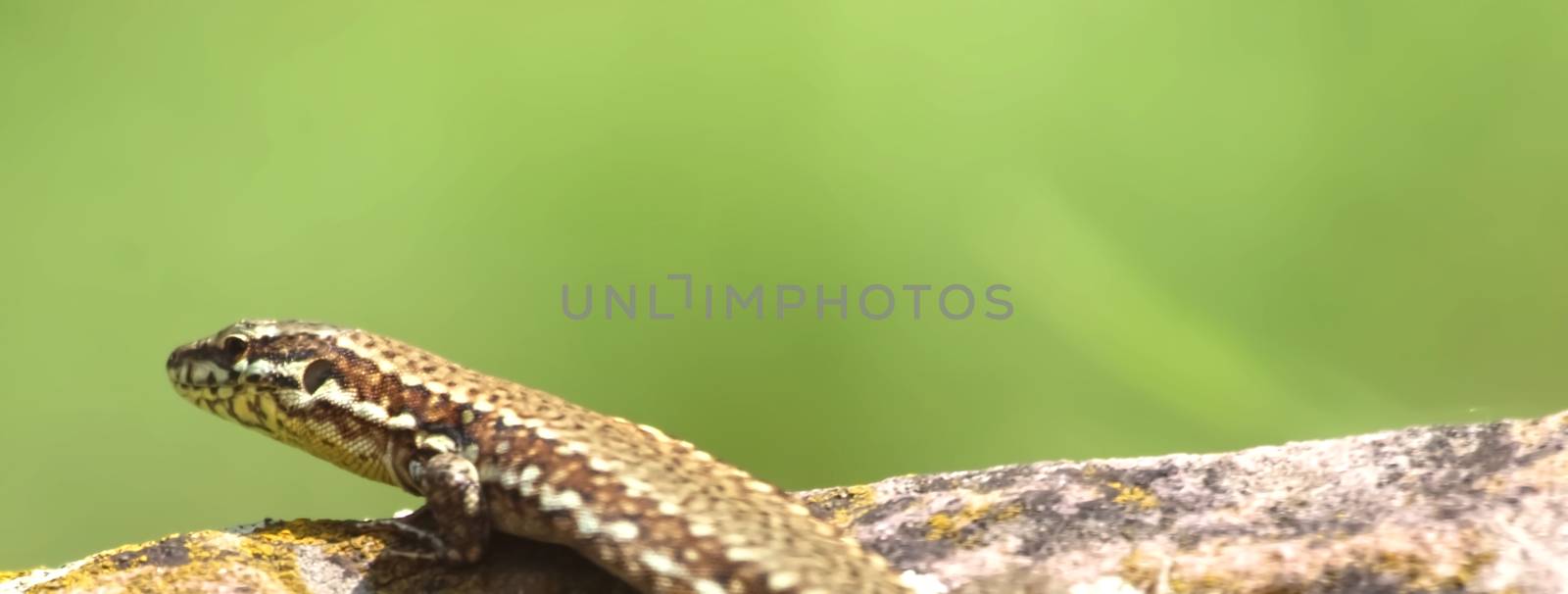 Killespark Stuttgart in Germany - closeup of wall lizards on the cliffs by Stimmungsbilder