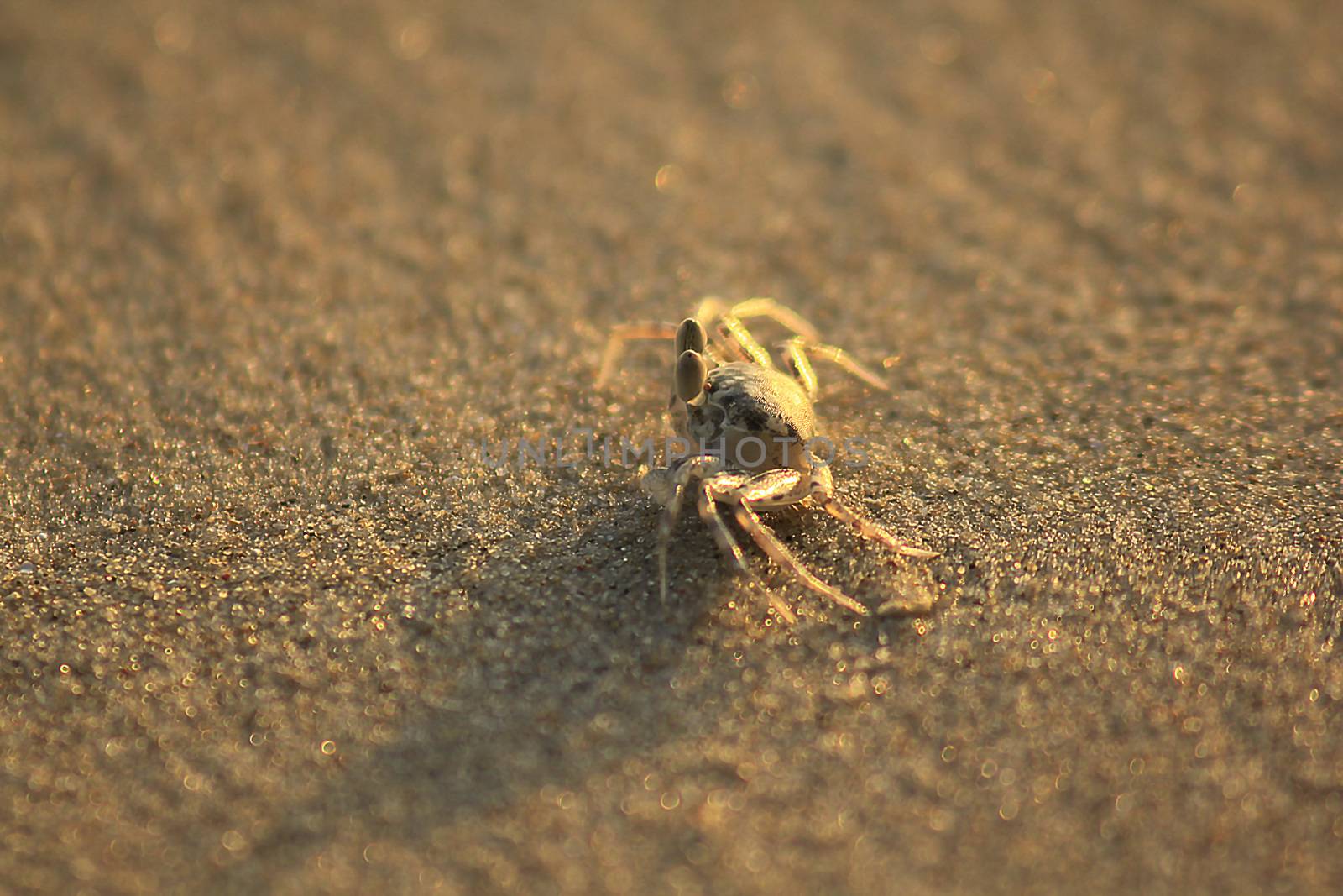 Small crab on the sand.