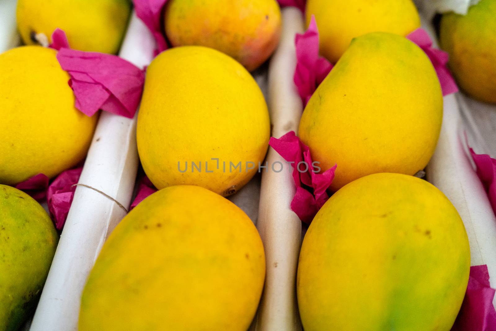 shot of ripe yellow green mangoes placed on white paper and covered with think pink butter paper ready to sell and serve. This tasty sweet and very popular summer fruit is widely consumed in india in shakes, as juice and eaten raw by people