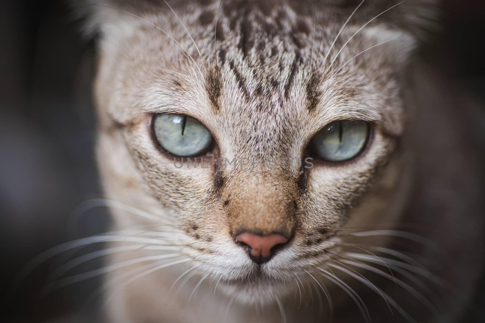 Soft focus Portrait of tabby 
grey cat kitten striped adorable looking something looks fierce close up animal is eyes and nose macro concept.
