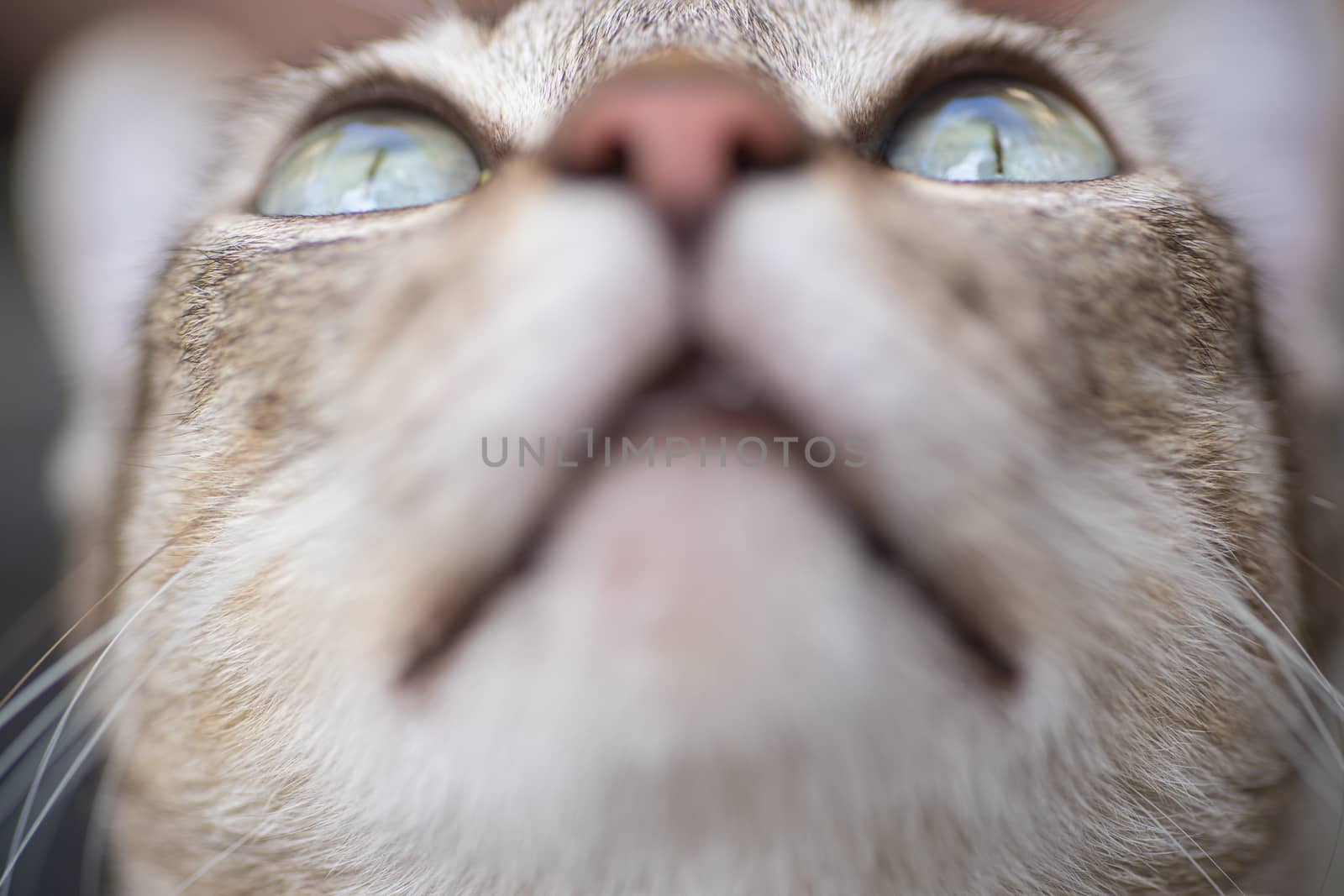 Soft focus Portrait of tabby 
grey cat kitten striped adorable looking something looks fierce close up animal is eyes and nose macro concept.
