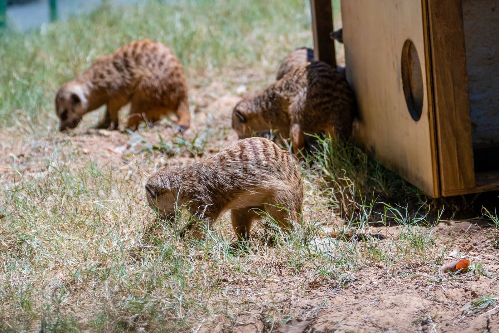 Family of meerkats around home by imagesbykenny