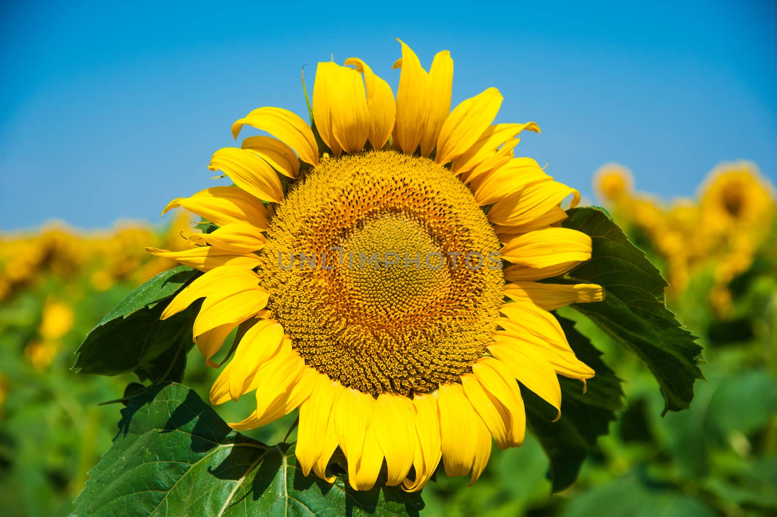 Sunflower field. Summer landscape by grigorenko