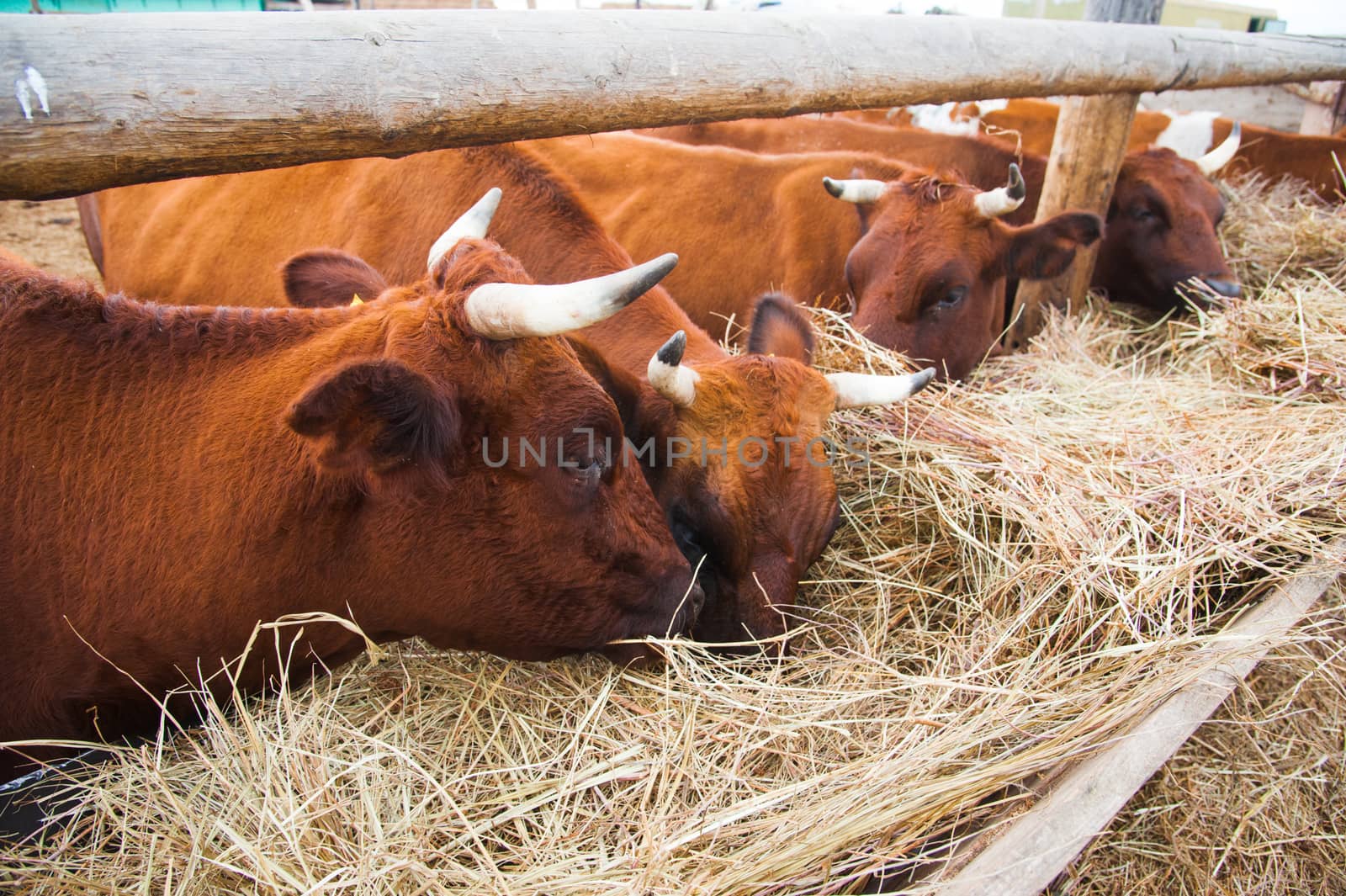 Cows in a farm. Dairy cows by grigorenko