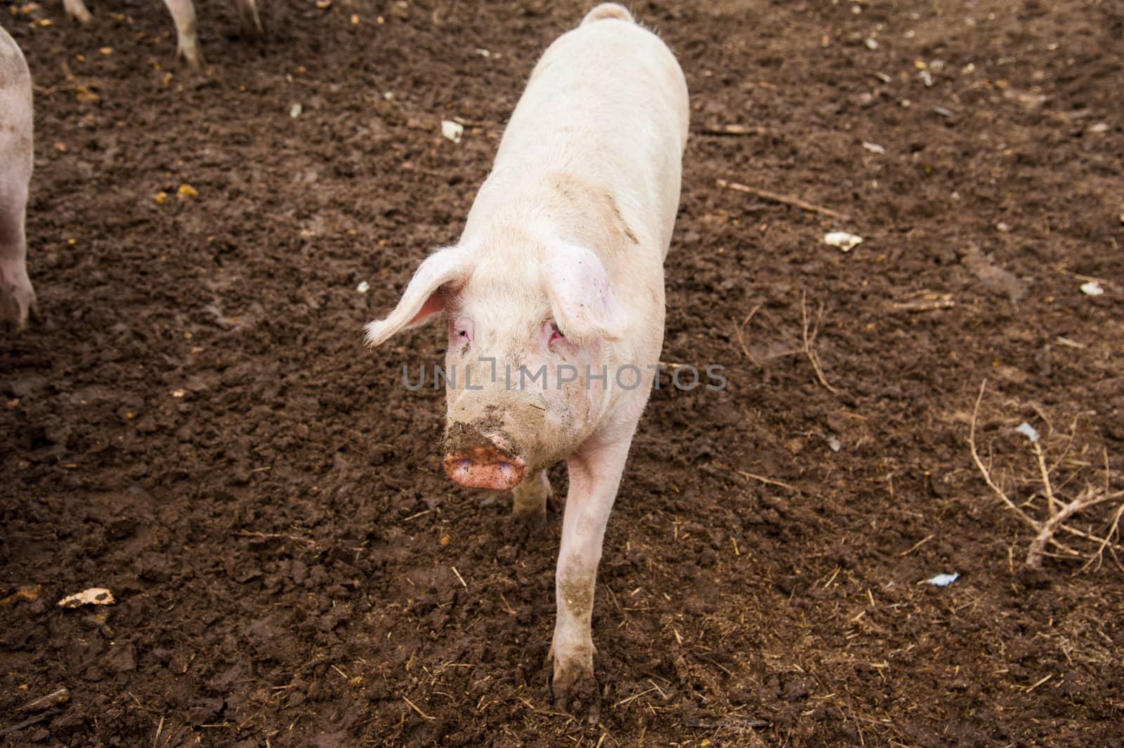 Domestic pigs on a farm by grigorenko