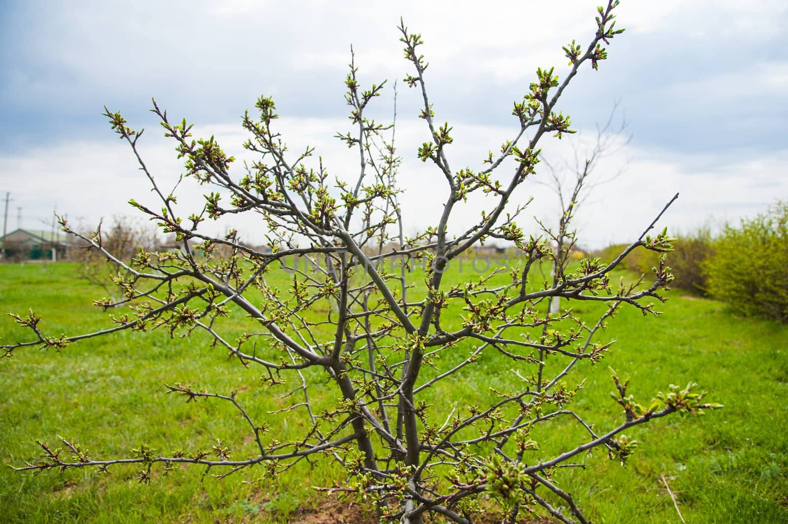 Green buds on branches in spring by grigorenko