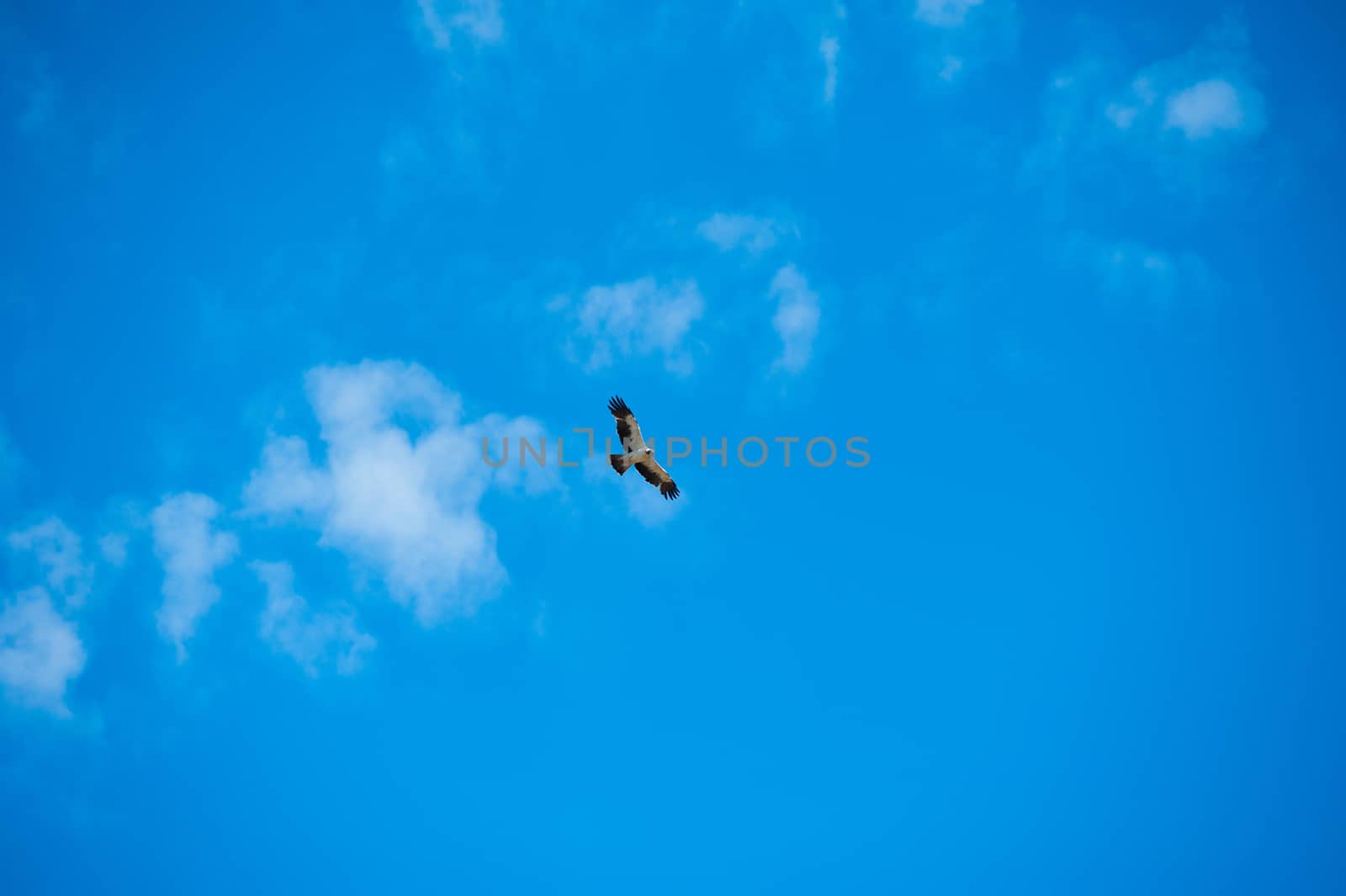 Hawk wheeling in a clear blue sky. A splendid hawk spreads its wings as it wheels through a clear blue sky.